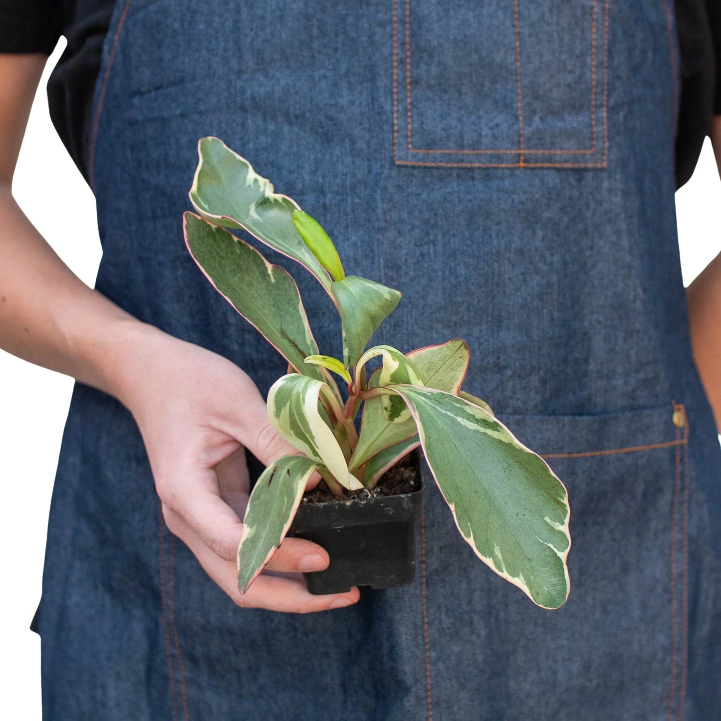 Peperomia 'Ginny' - Ginny in a Bottle: Low Maintenance Variegated Houseplant