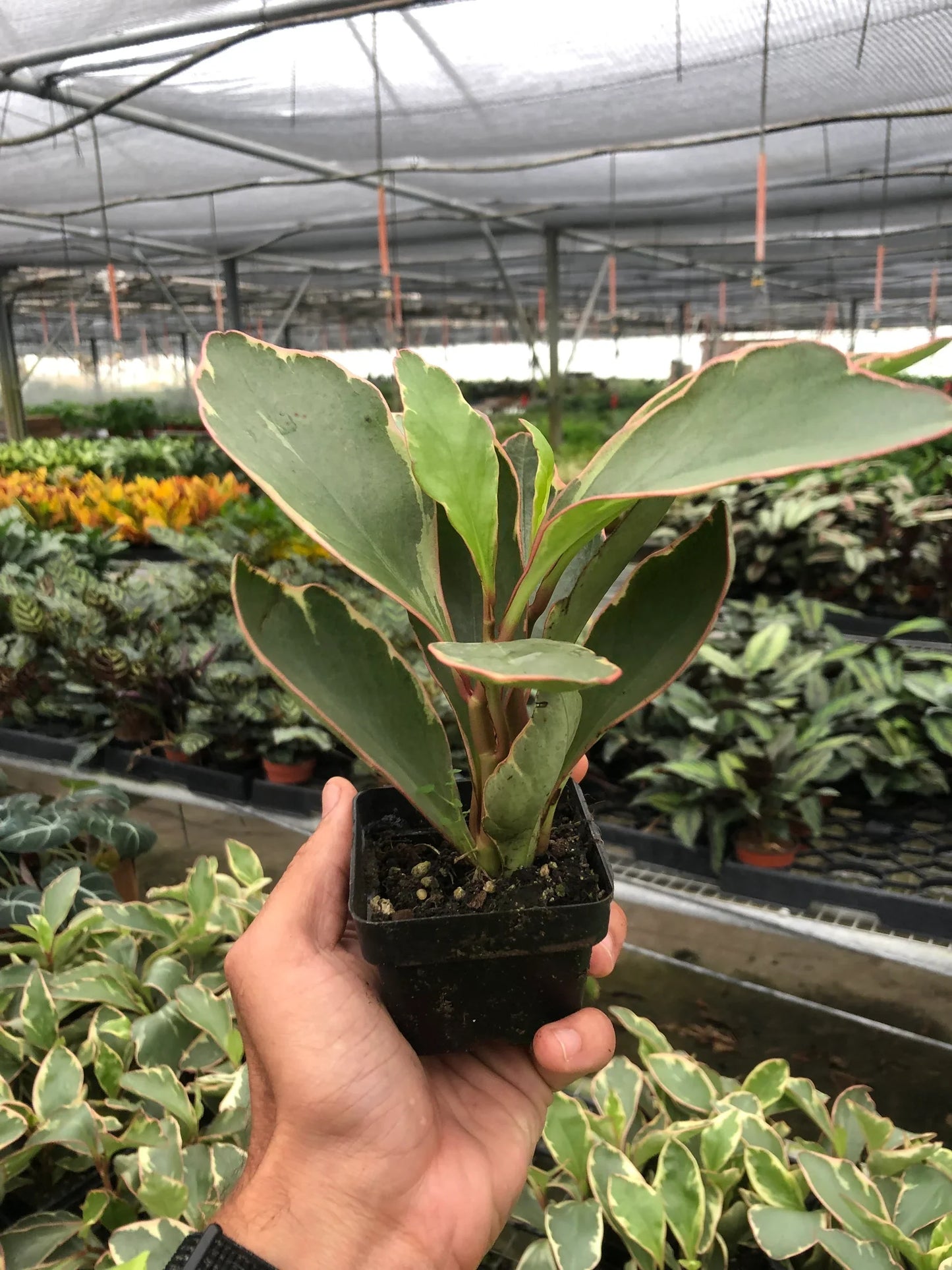 Peperomia 'Ginny' - Ginny in a Bottle: Low Maintenance Variegated Houseplant