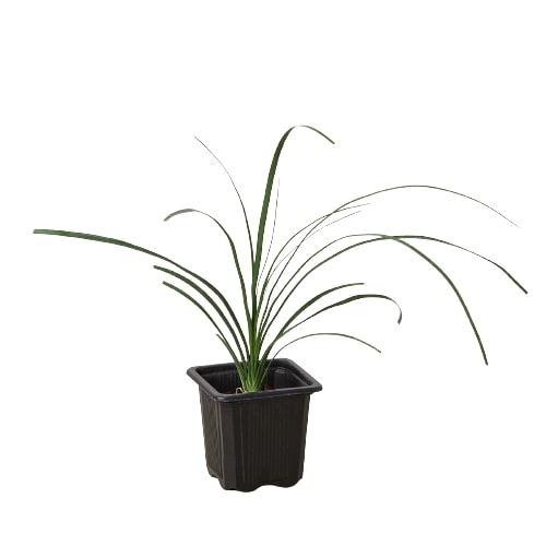 Palm Ponytail - Bad Hair Day Hero: Stylish, Low-Maintenance, Indoor Ornamental Plant