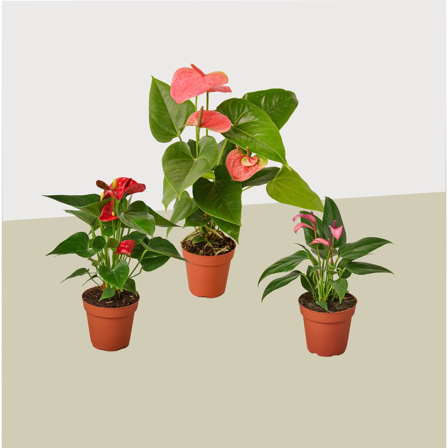 3 Anthurium Variety Pack- Color Pop Trio: Exotic Heart-Shaped Blooms in 4” Pots - Includes 3 Different Colors with Care Guide
