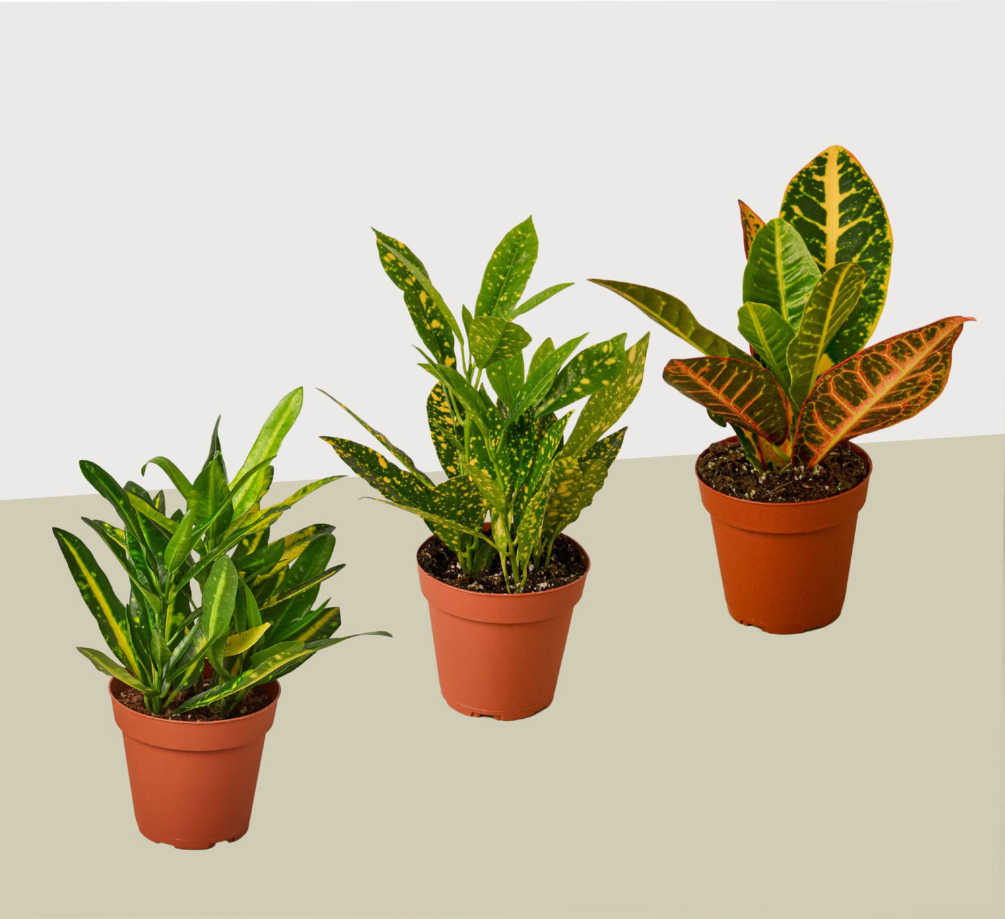 3 Croton Variety Pack - Tropical Trio Triumph: Assortment of Colorful, Low-Maintenance Live House Plants in 4" Pots