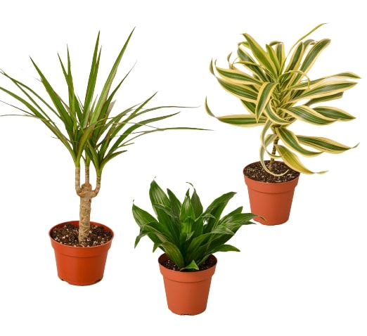 3 Different Dracaenas Variety Pack - Dracaena Delight Trio 4" Pot: Easy-Care Houseplants