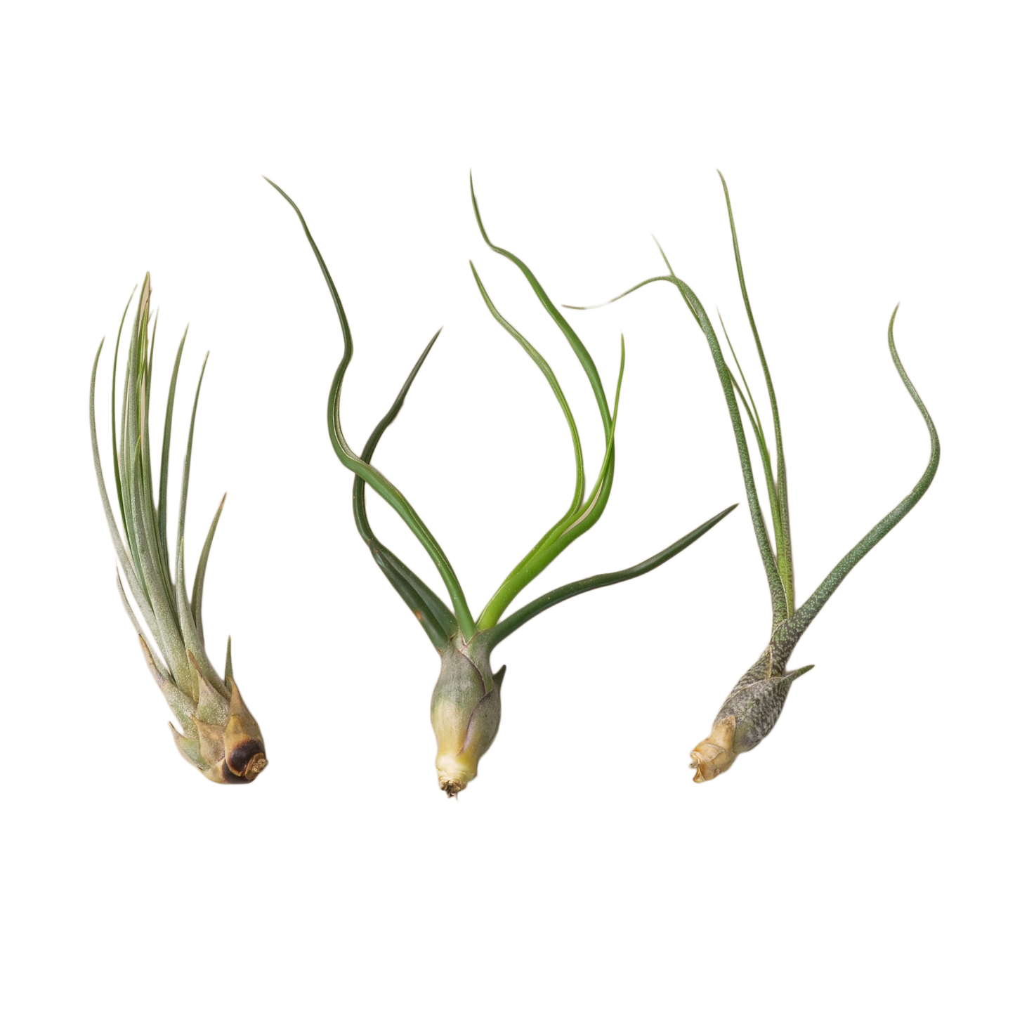 Air Plant Monthly Subscription Box - Surprise in the Air!: Monthly Delivery of Unique and Stunning Air Plants