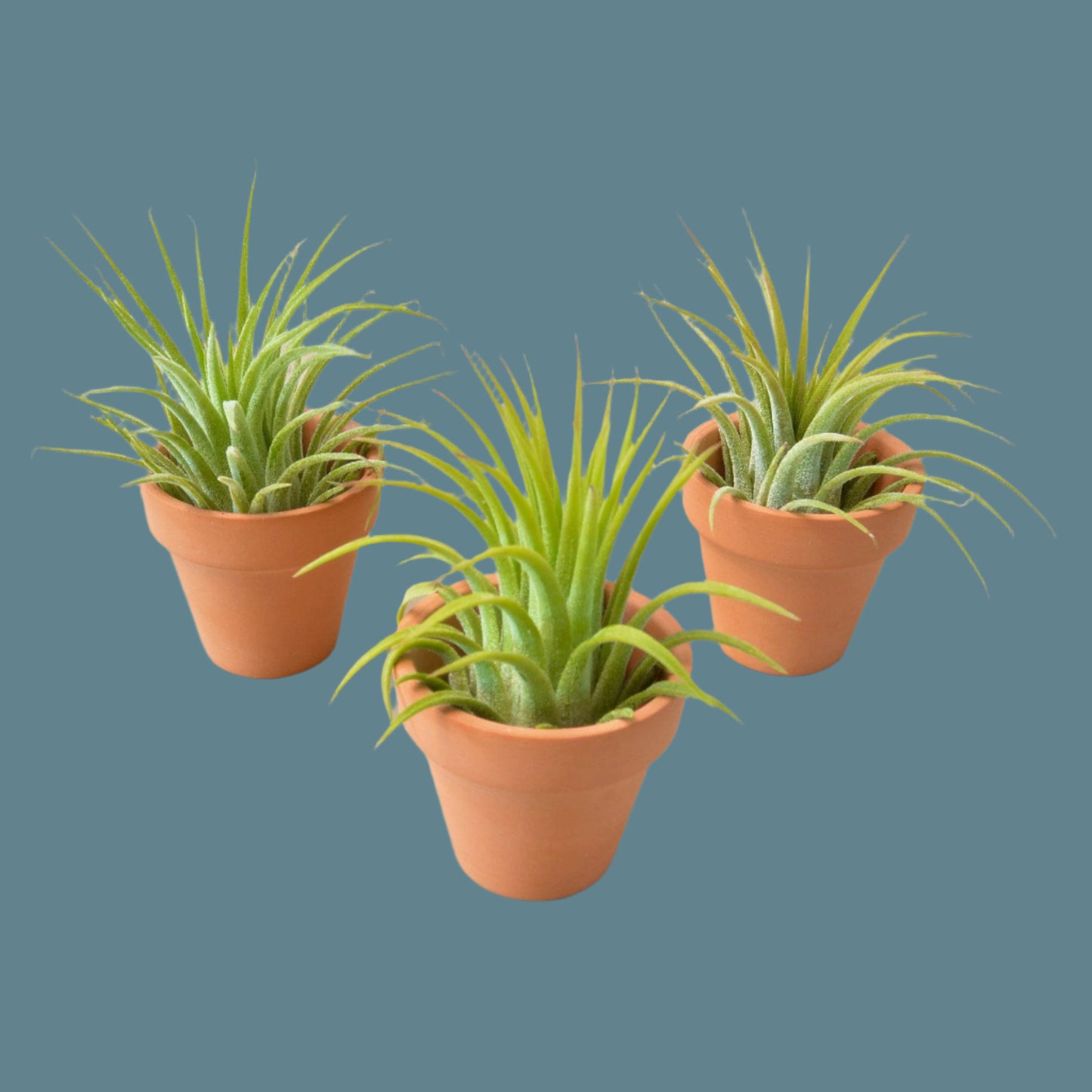 3 Ionantha Air Plants with Mini Terra Cotta Pots - Spike Trifecta: Unique, Easy-to-Care-For Indoor Plants