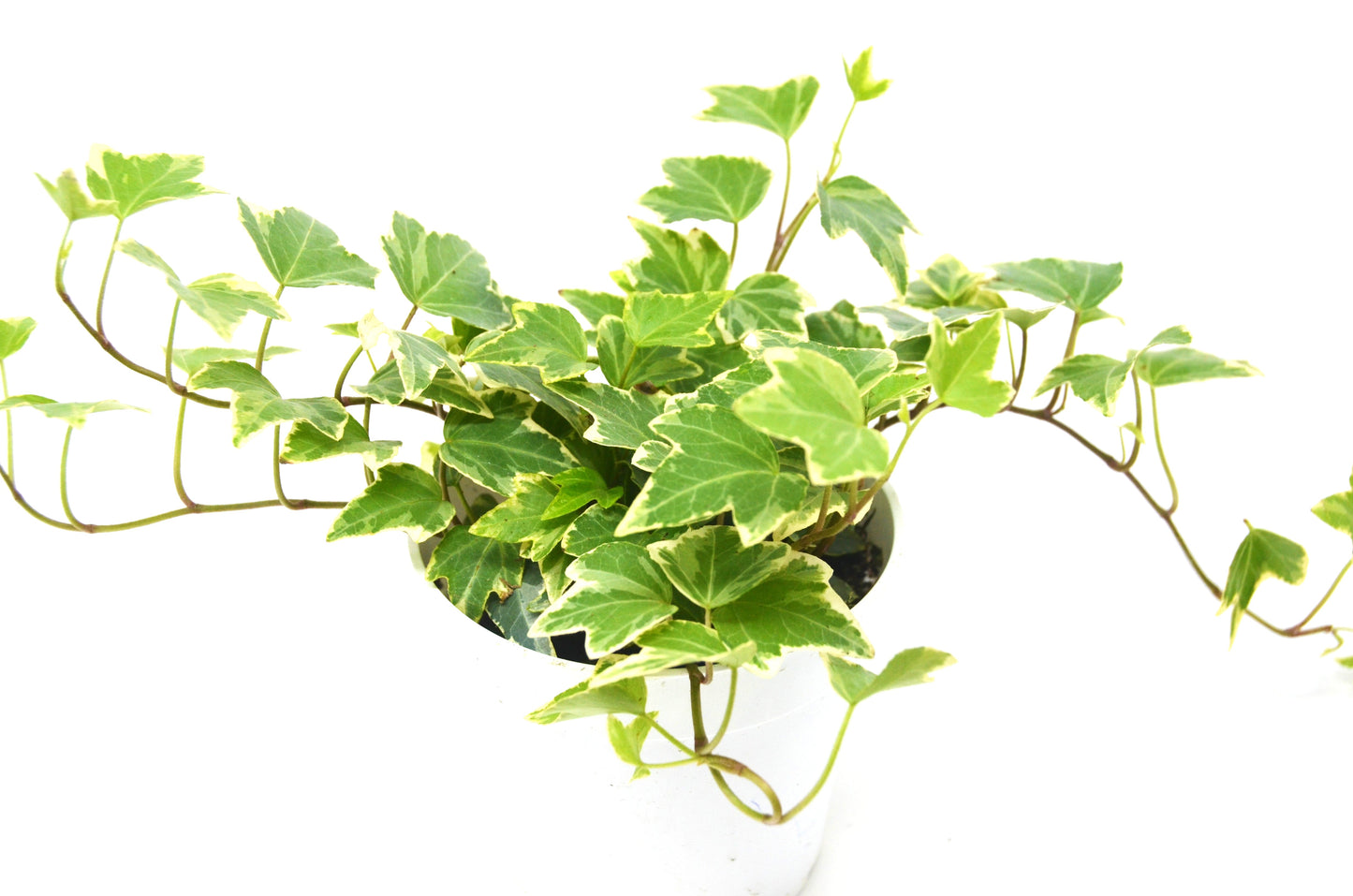 English Ivy 'Eva' - Eva's Secret Ivy Garden: Fast-Growing, Drought-Tolerant Vine with White-Edged Silvery Green Leaves