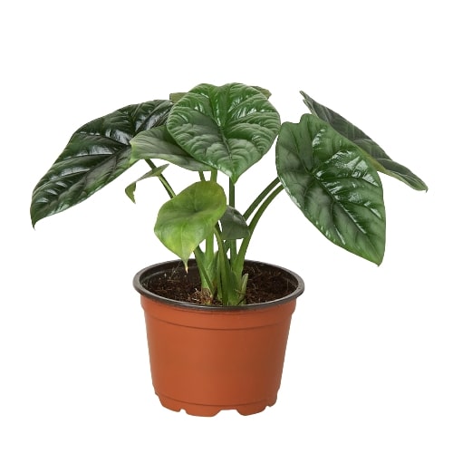 Alocasia 'Mirror Face' - Shiny Diva: Compact Indoor Plant for High-Moisture Environments in a 4" Pot