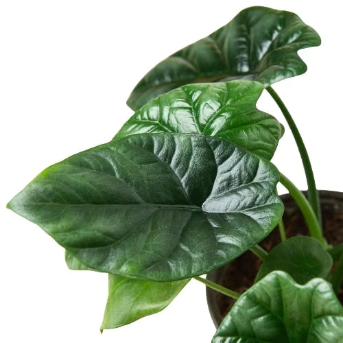 Alocasia 'Mirror Face' - Shiny Diva: Compact Indoor Plant for High-Moisture Environments in a 4" Pot