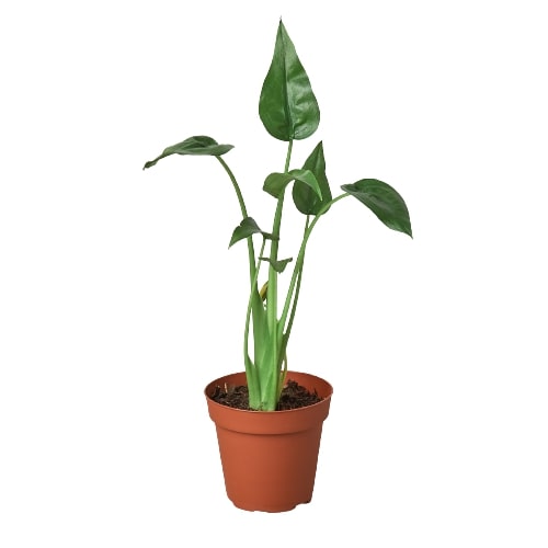 Alocasia 'Tiny Dancer' - Tiny Ballerina: 4" Pot Houseplant with Unique Curving Stalks