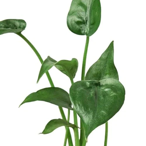 Alocasia 'Tiny Dancer' - Tiny Ballerina: 4" Pot Houseplant with Unique Curving Stalks