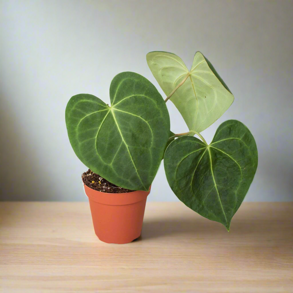 Anthurium 'Clarinervium' - Heart of the Jungle: Exotic Aroid with Velvety Leaves
