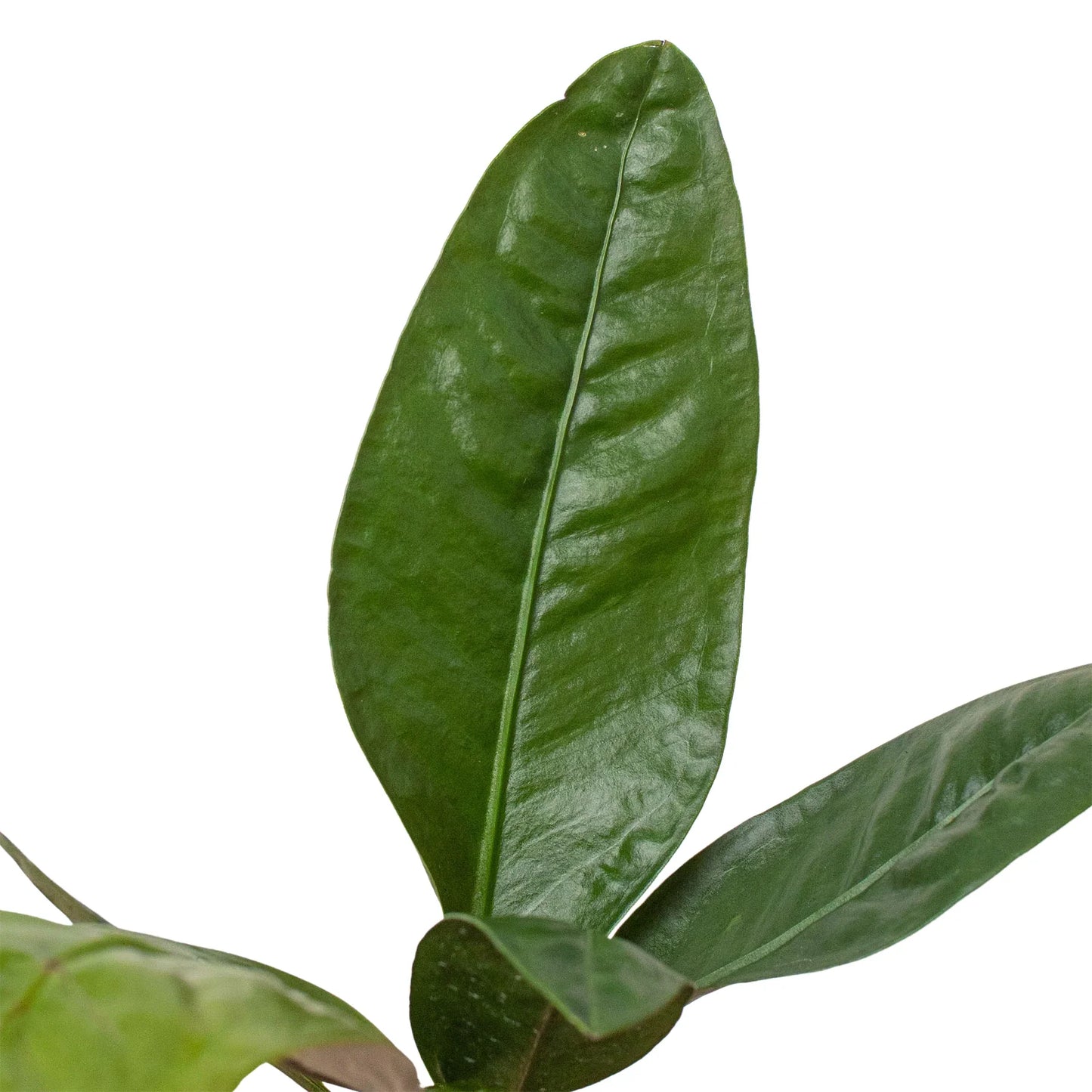 Anthurium 'Superbum' - The Showstopper: Striking Bird's Nest Anthurium with Gigantic Leaves and Neon Blossoms
