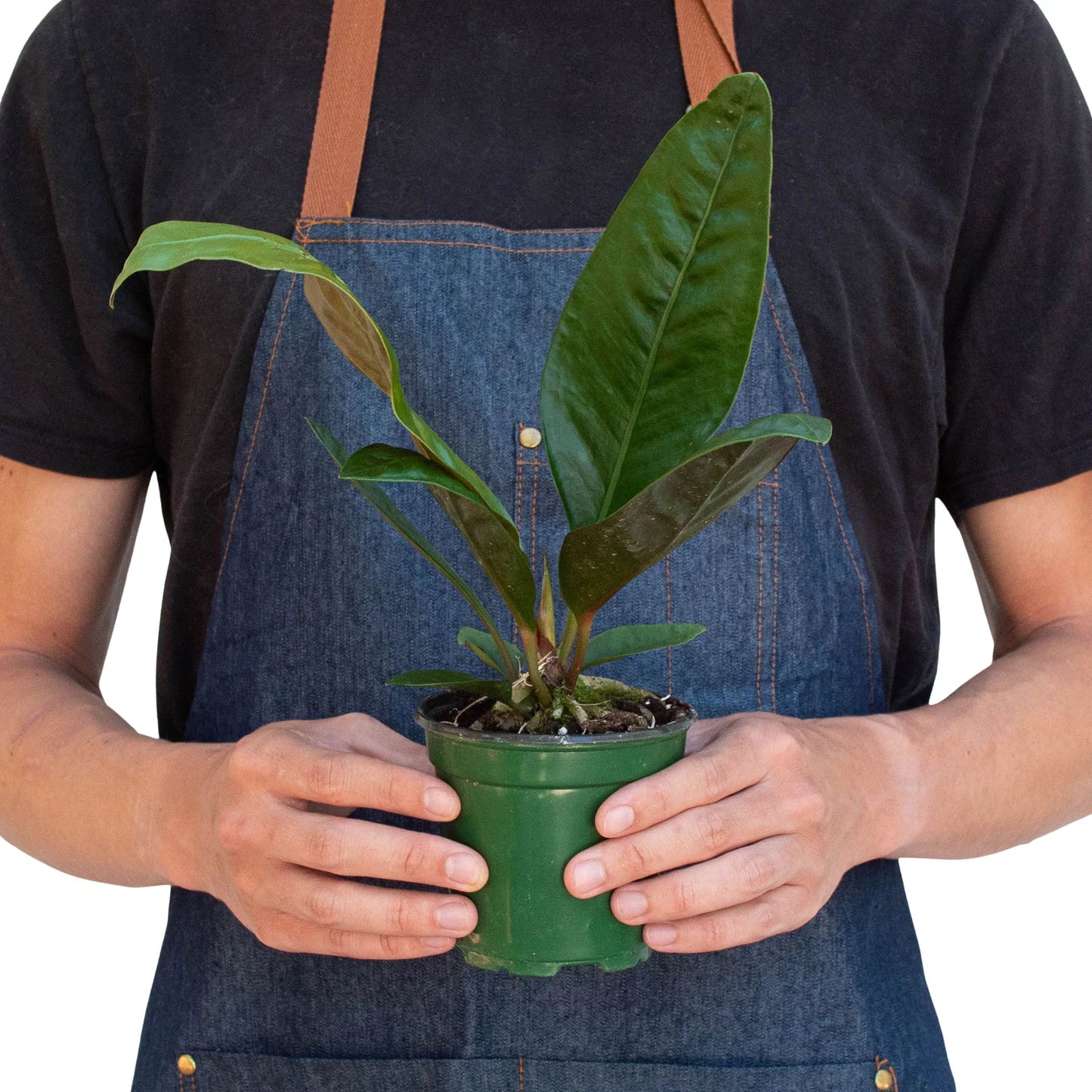 Anthurium 'Superbum' - The Showstopper: Striking Bird's Nest Anthurium with Gigantic Leaves and Neon Blossoms