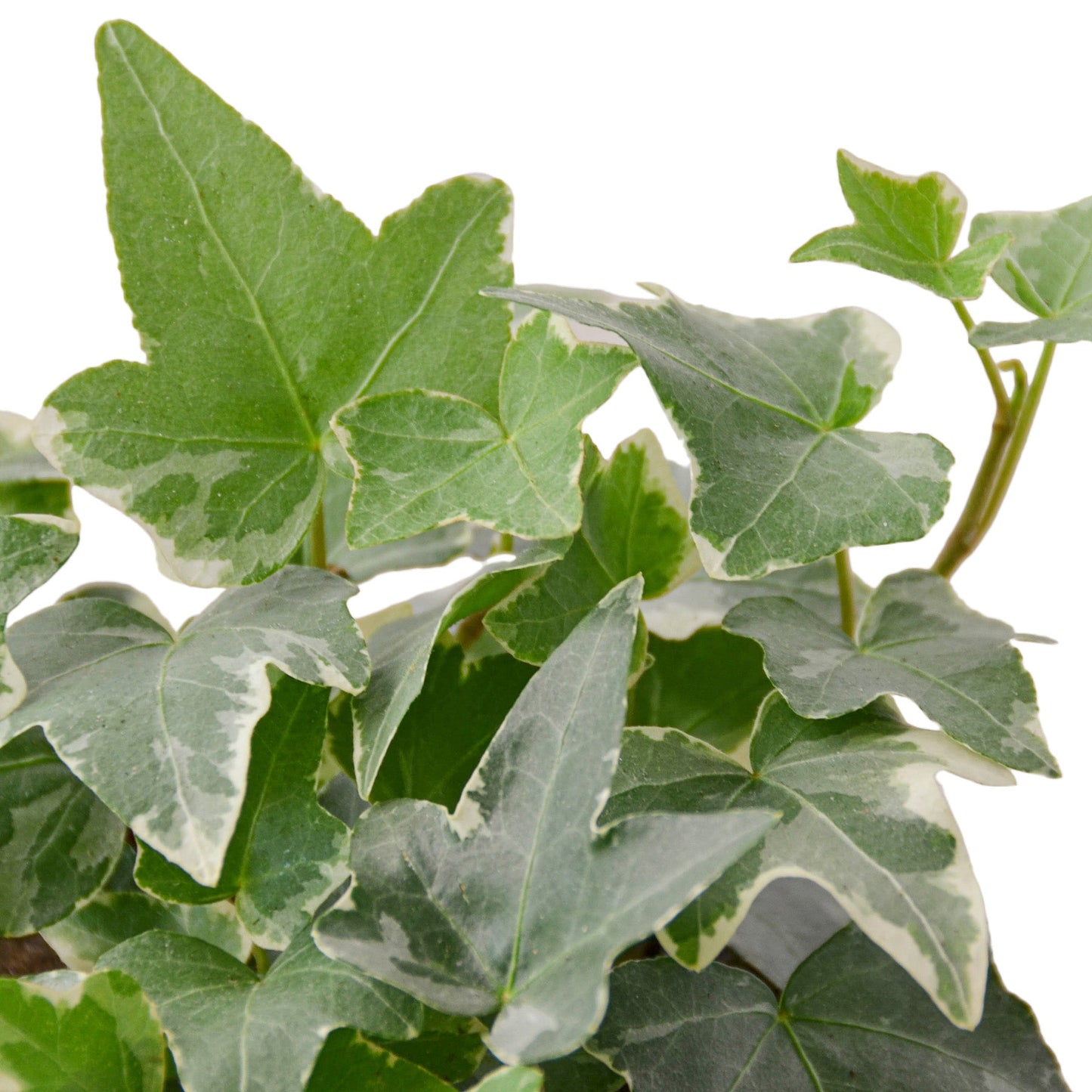 English Ivy 'Glacier' - Frosty Fronds: Fast-Growing, Easy-Care Vining Plant for Ground Cover or Arrangements