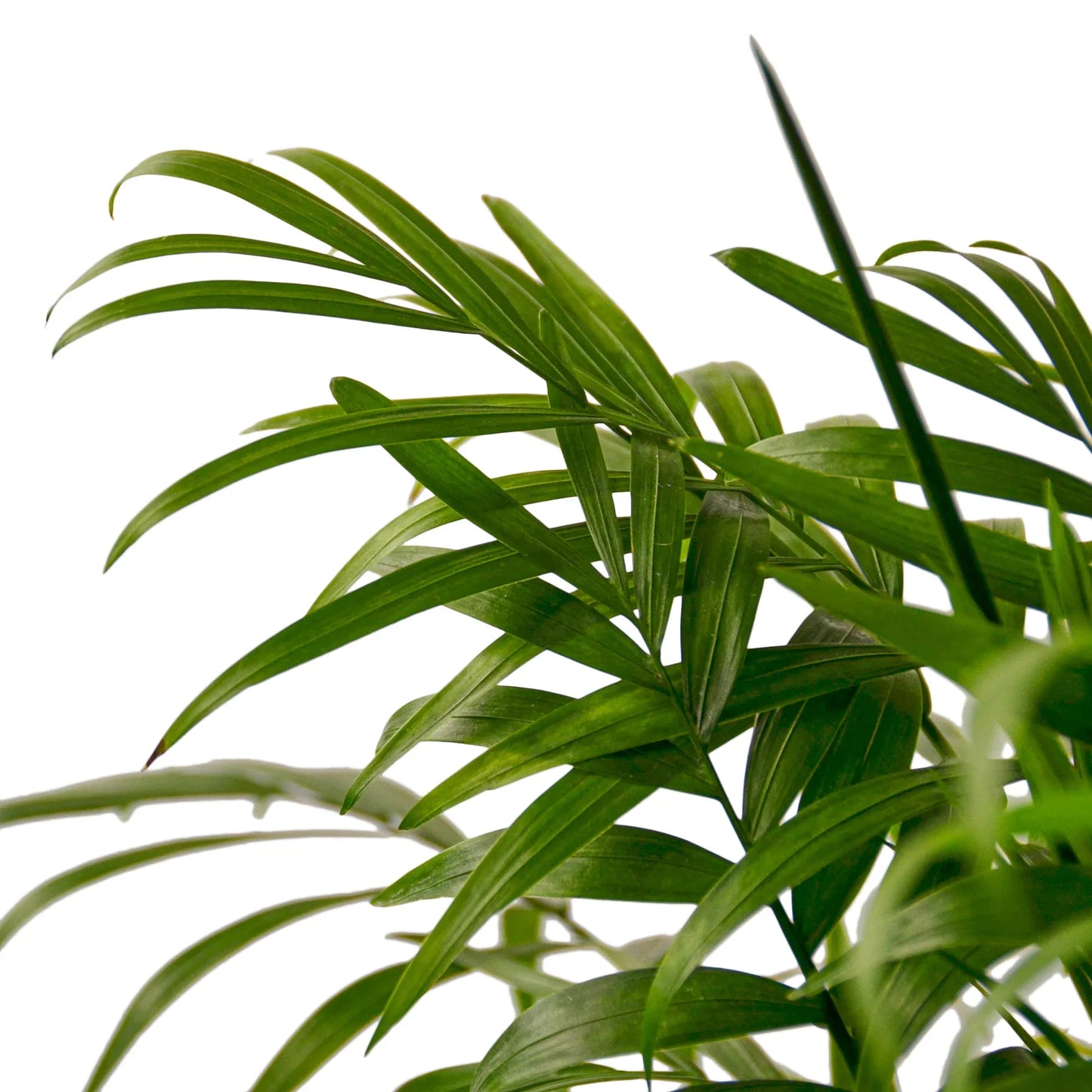 Parlor Palm - The Victorian Charmer: Low Light, Air-Purifying Indoor Plant