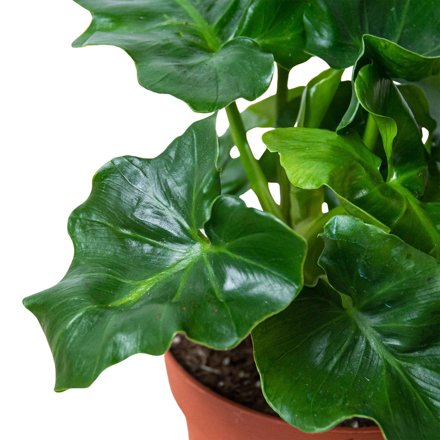 Philodendron 'Atom' - Tiny Titan: Low-Maintenance, Glossy Leafed Houseplant
