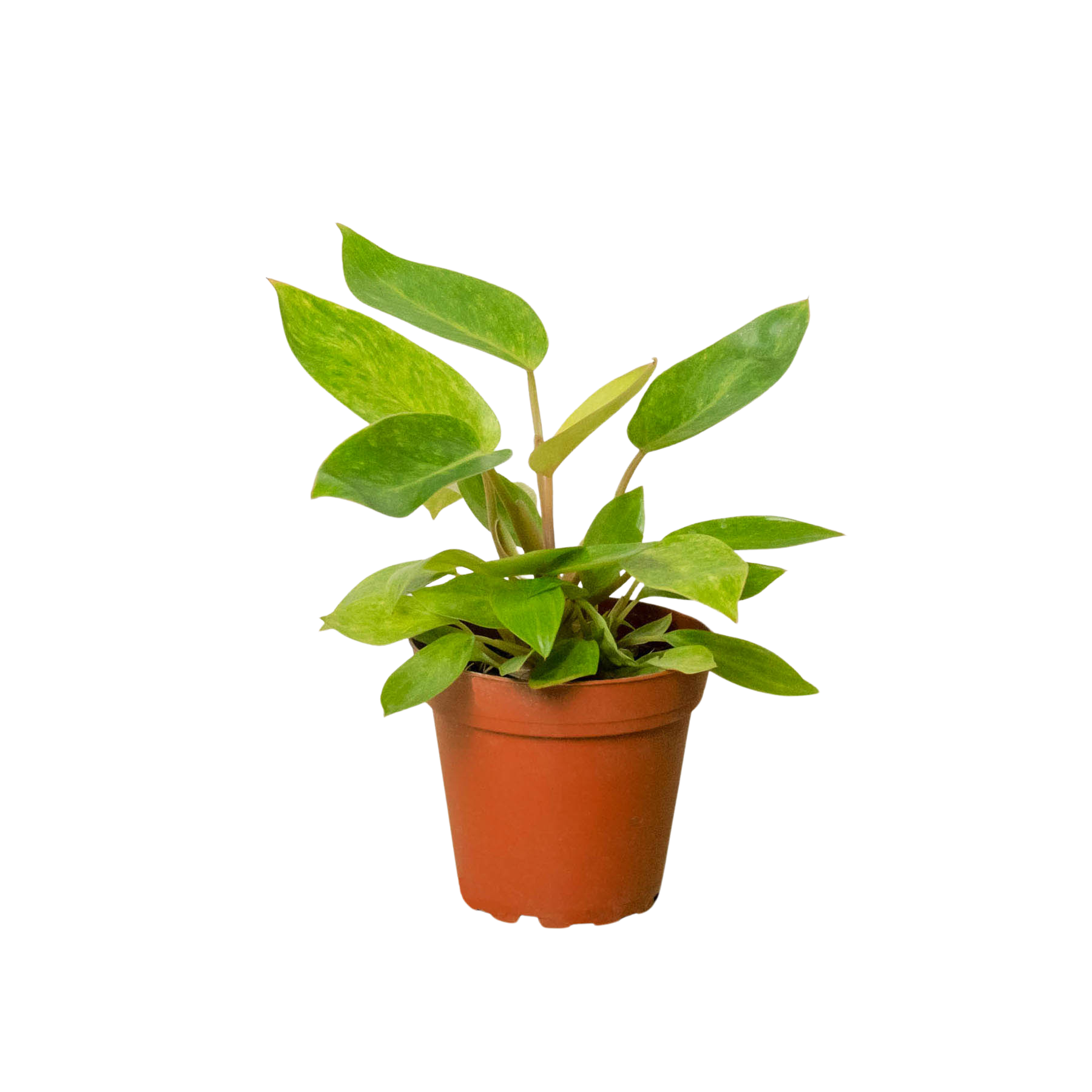 philodendron terracotta Philodendron 'Painted Lady'