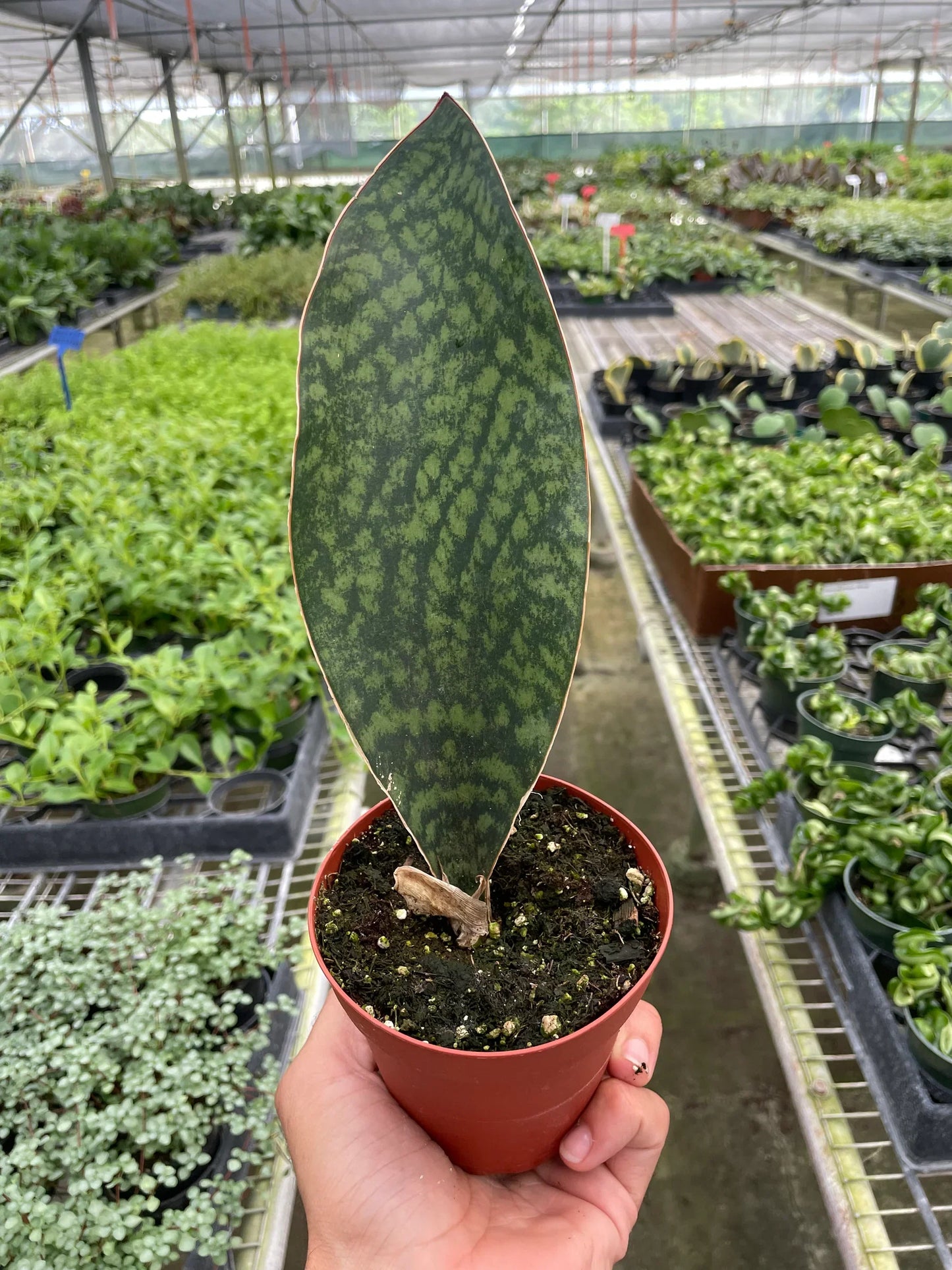 Whale of a Time: Shark Fin Snake Plant - Unique, Easy Care Indoor Plant with Enormous Paddle-Like Leaves
