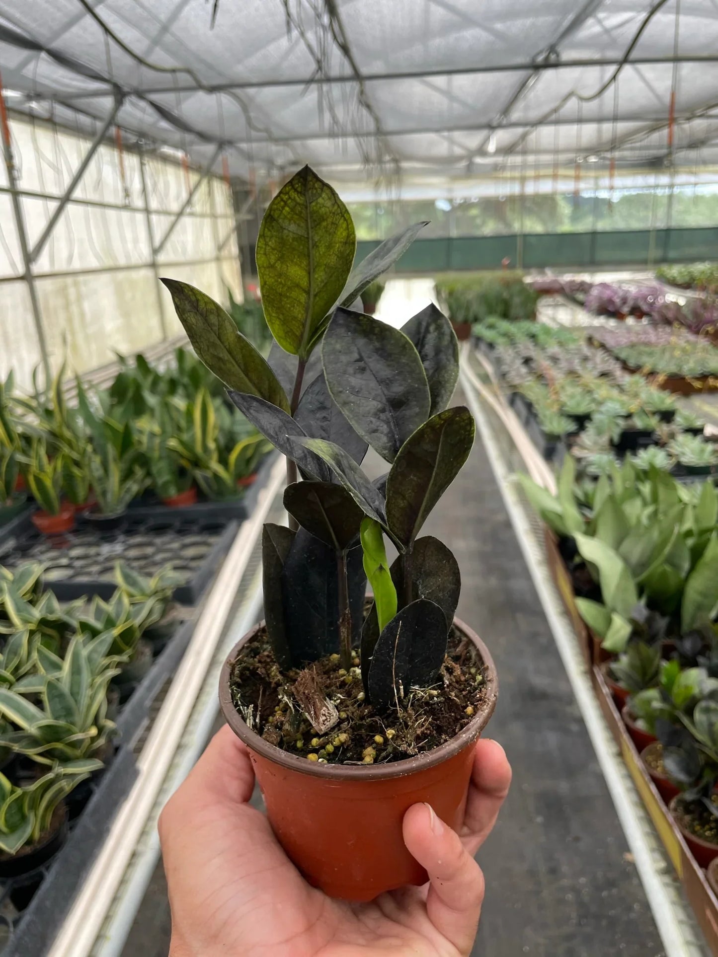 ZZ Zamioculcas 'Black Queen' - The Midnight Marvel: Low-Light Indoor Beauty