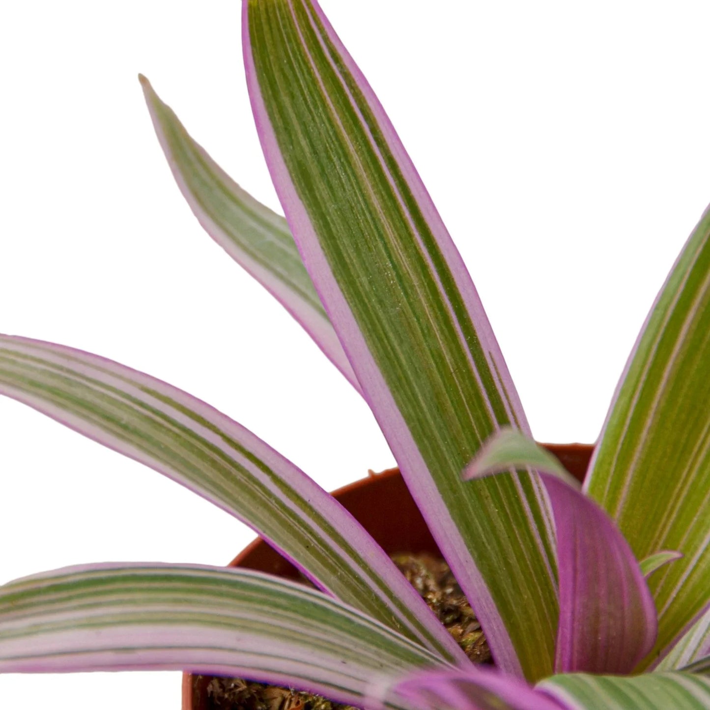 Oyster Plant 'Moses in the Cradle' - Moses in the Vessel: Ornamental Perennial with Striking Purple Undersides