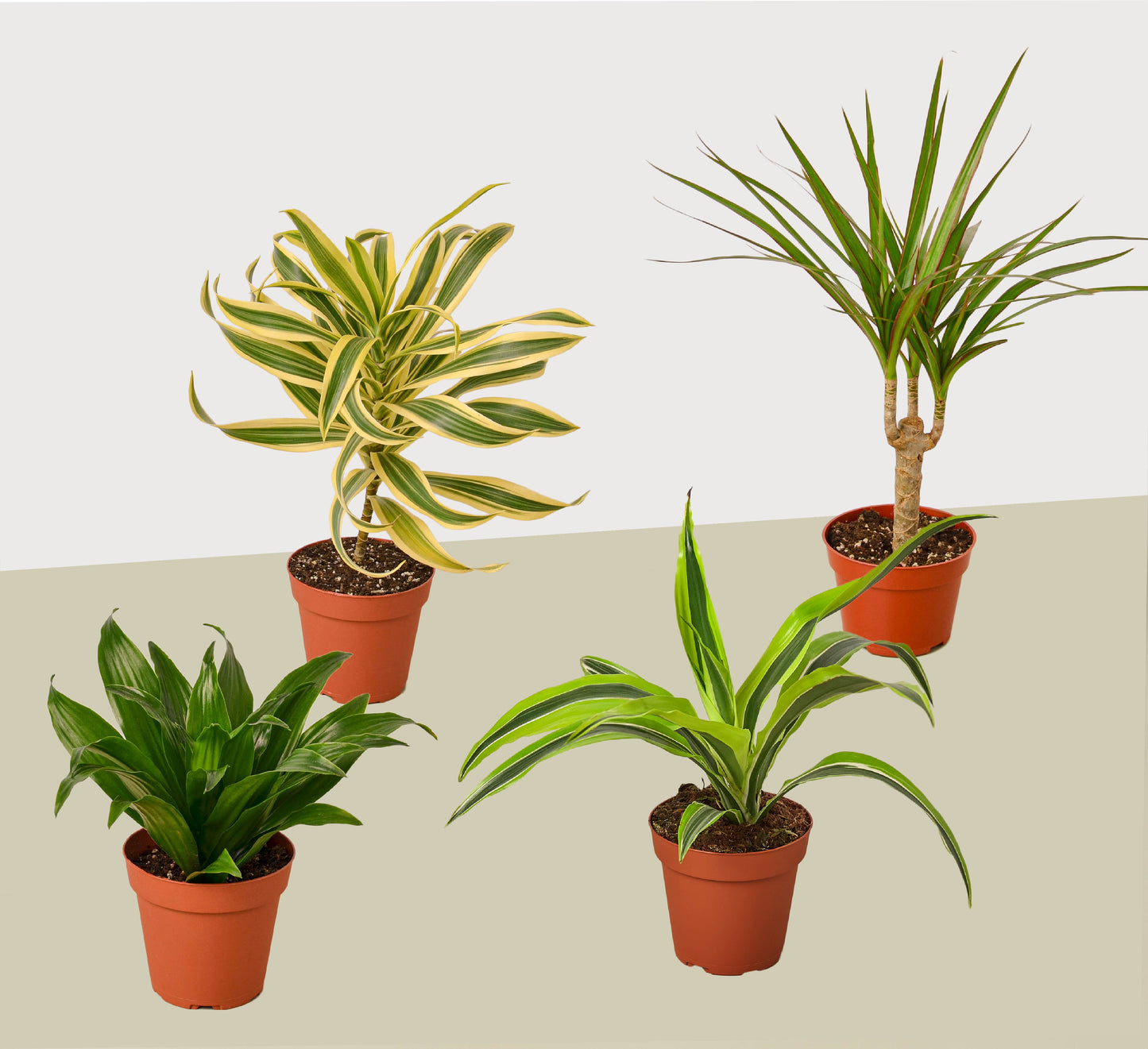 4 Different Dracaenas Variety Pack - Dracaena Dream Team: Live House Plant with FREE Care Guide - 4" Pot