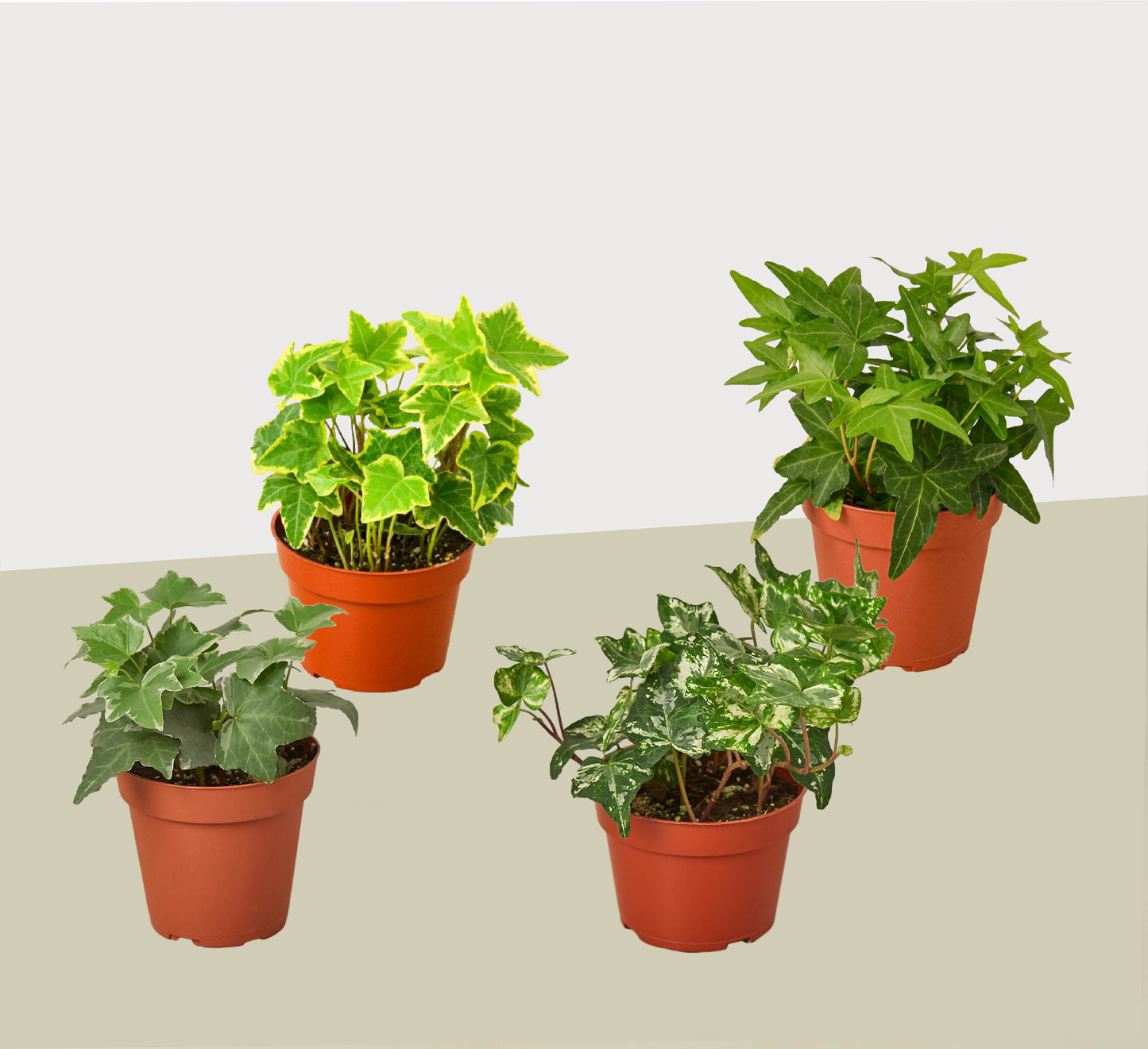 4 Different English Ivy Plants - 4" Pots - Ivy League All-Stars: Live House Plant with Care Guide Included