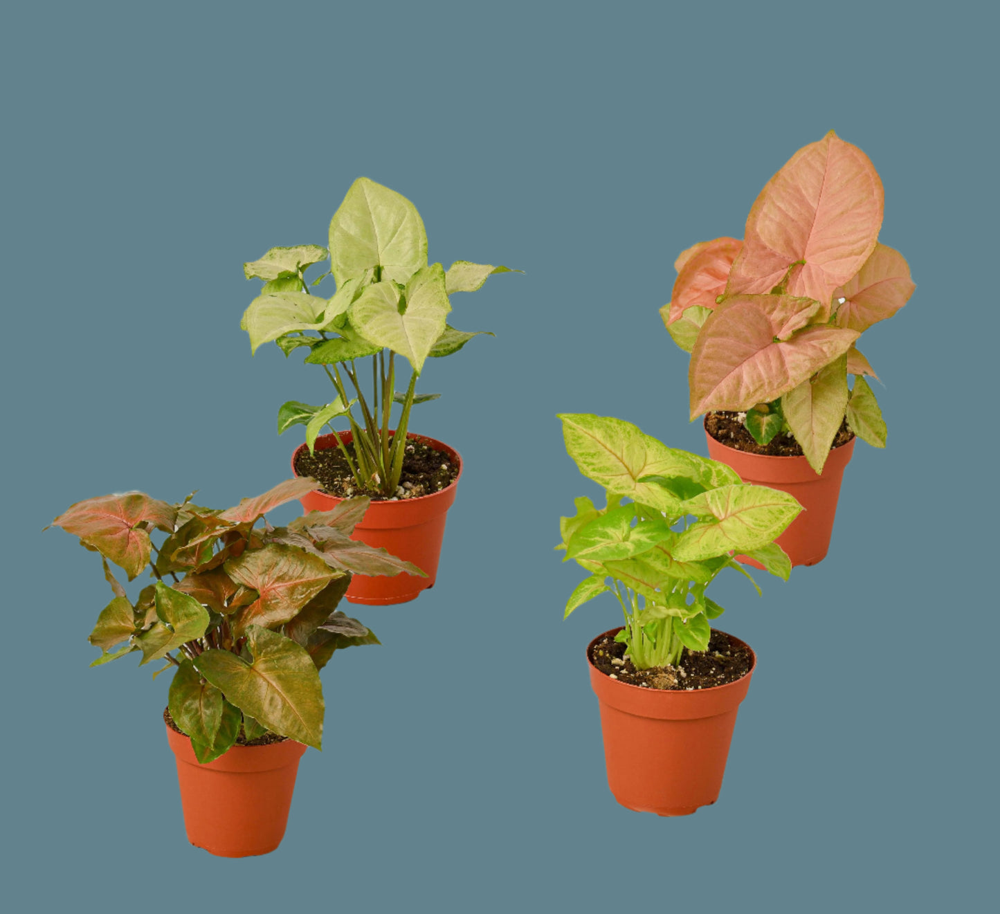 design plant co sygonium