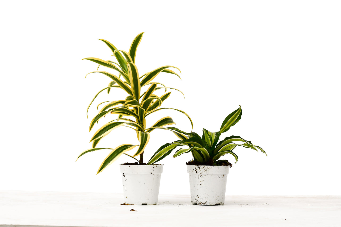 2 Dracaena Variety Pack - Dynamic Duo of Green Goodness: Low-Maintenance 4" Potted Plants with Free Care Guide