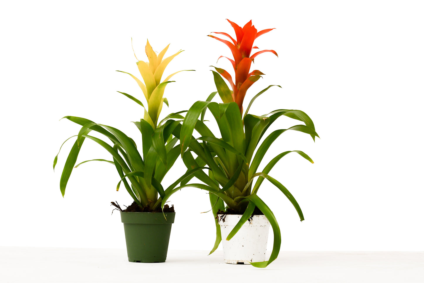 2 Guzmania Bromeliads - Double the Tropical Glam, Stunning 4" Pots with Vibrant Colors