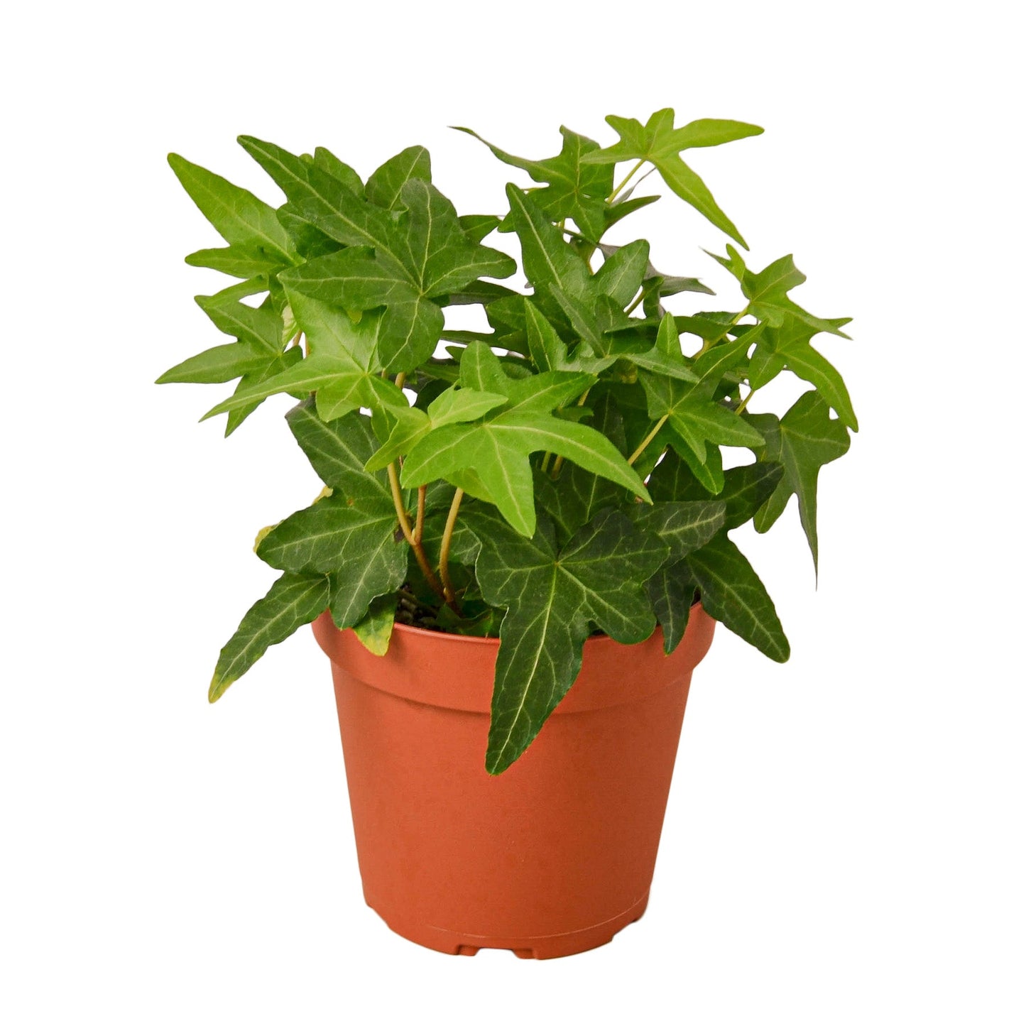 English Ivy 'Green California' - California Dreaming Green Machine: Fast-Growing Vining Plant