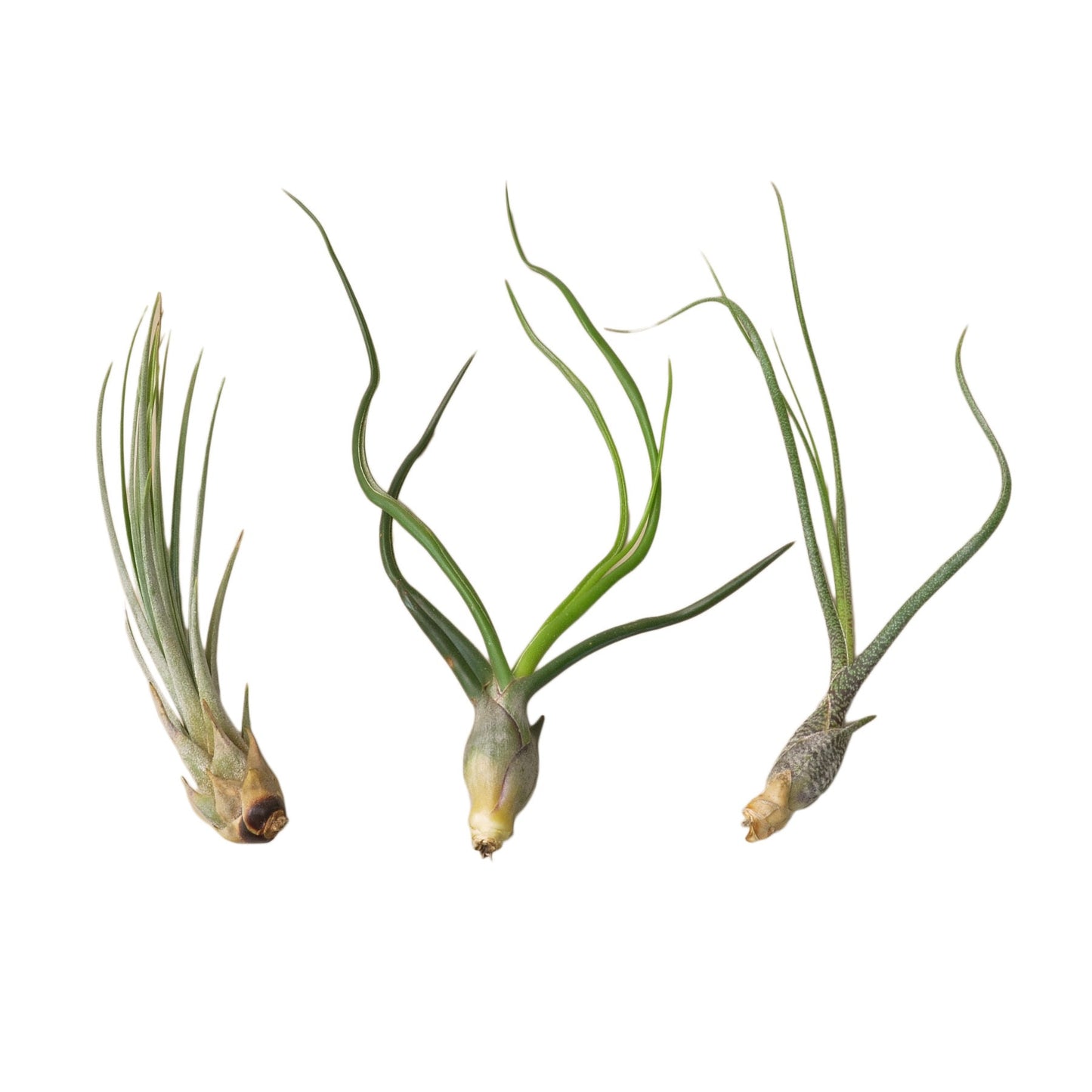 3 Large Tillandsia Air Plant Variety Pack - Airy Trio Fiesta: Includes Bulbosa, Juncea, Butzii, 3 - 5 Inches