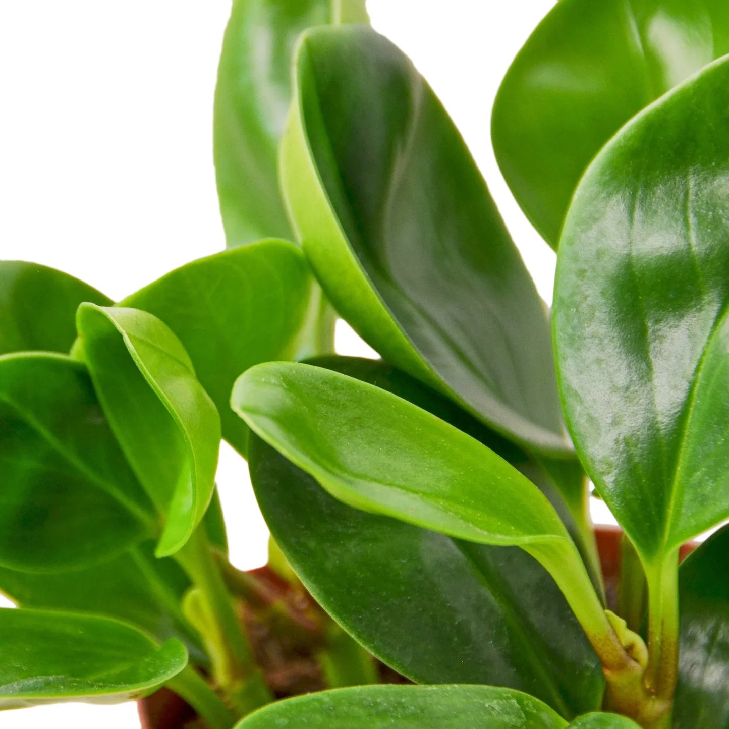 Peperomia Thailand - Leafy Little Buddy: Low Maintenance Radiator Plant
