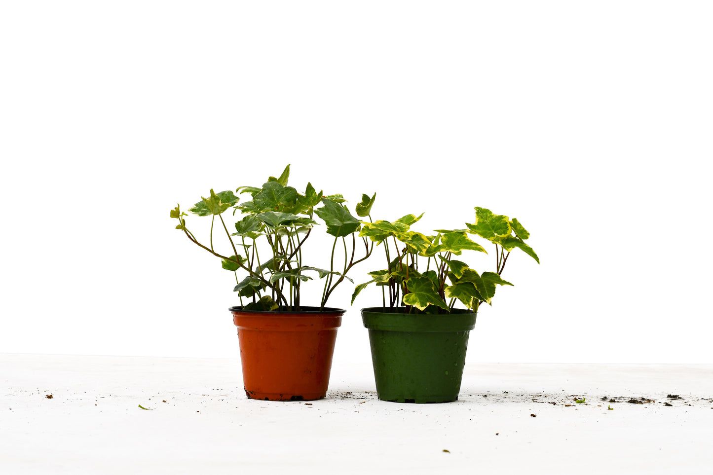 2 English Ivy Variety Pack - Double Trouble Ivy Duo 4" Pot, Indoor Hanging Plant with Titlecase Lobed Leaves and Lush Trailing Vines