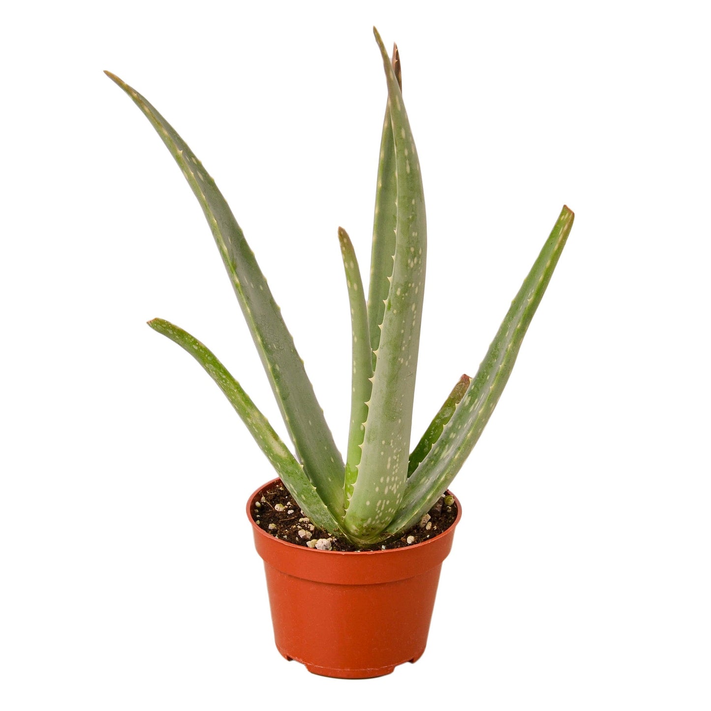 Miracle Plant: Aloe Vera - Green Healer: The Ultimate Low-Maintenance, Air-Purifying Succulent