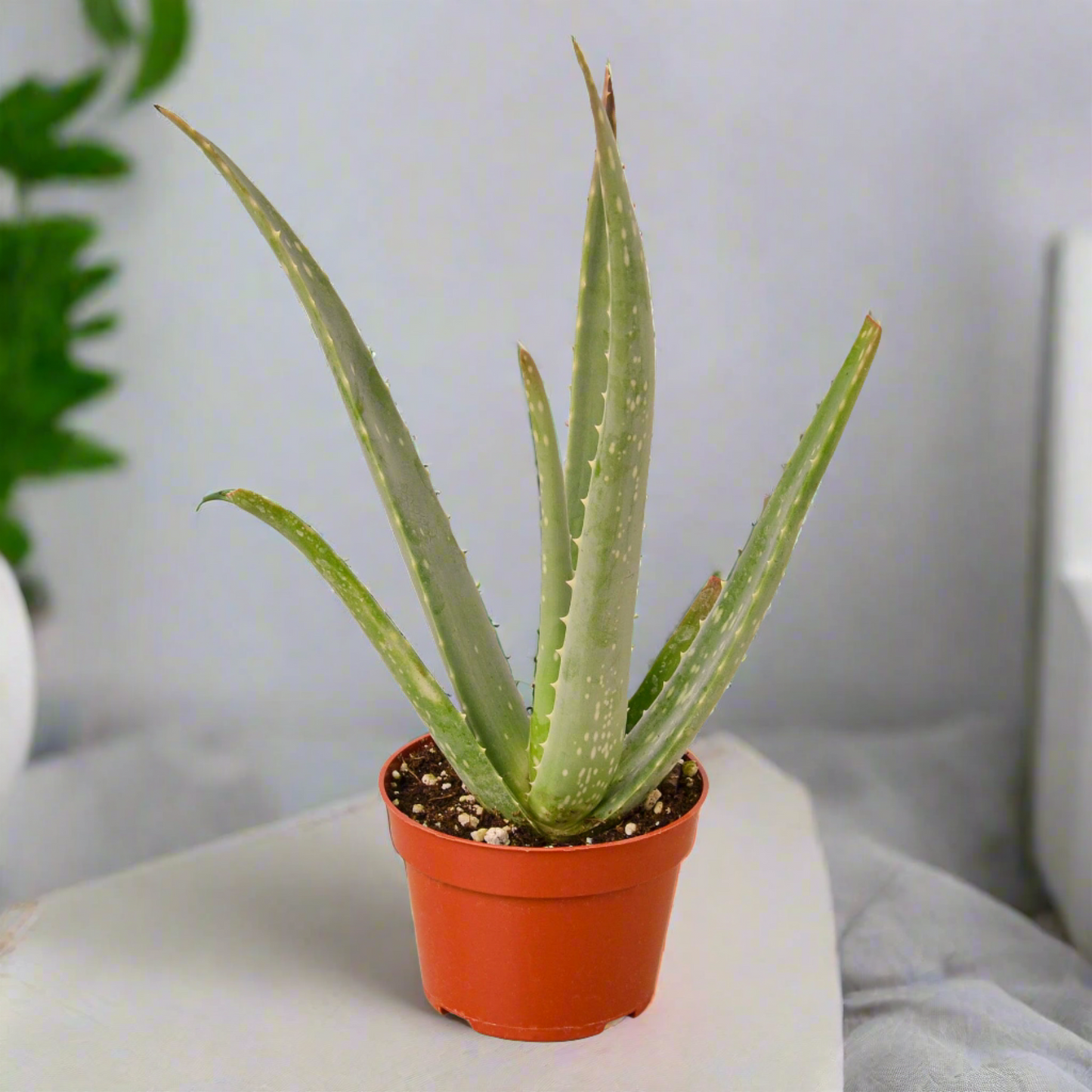 Miracle Plant: Aloe Vera - Green Healer: The Ultimate Low-Maintenance, Air-Purifying Succulent