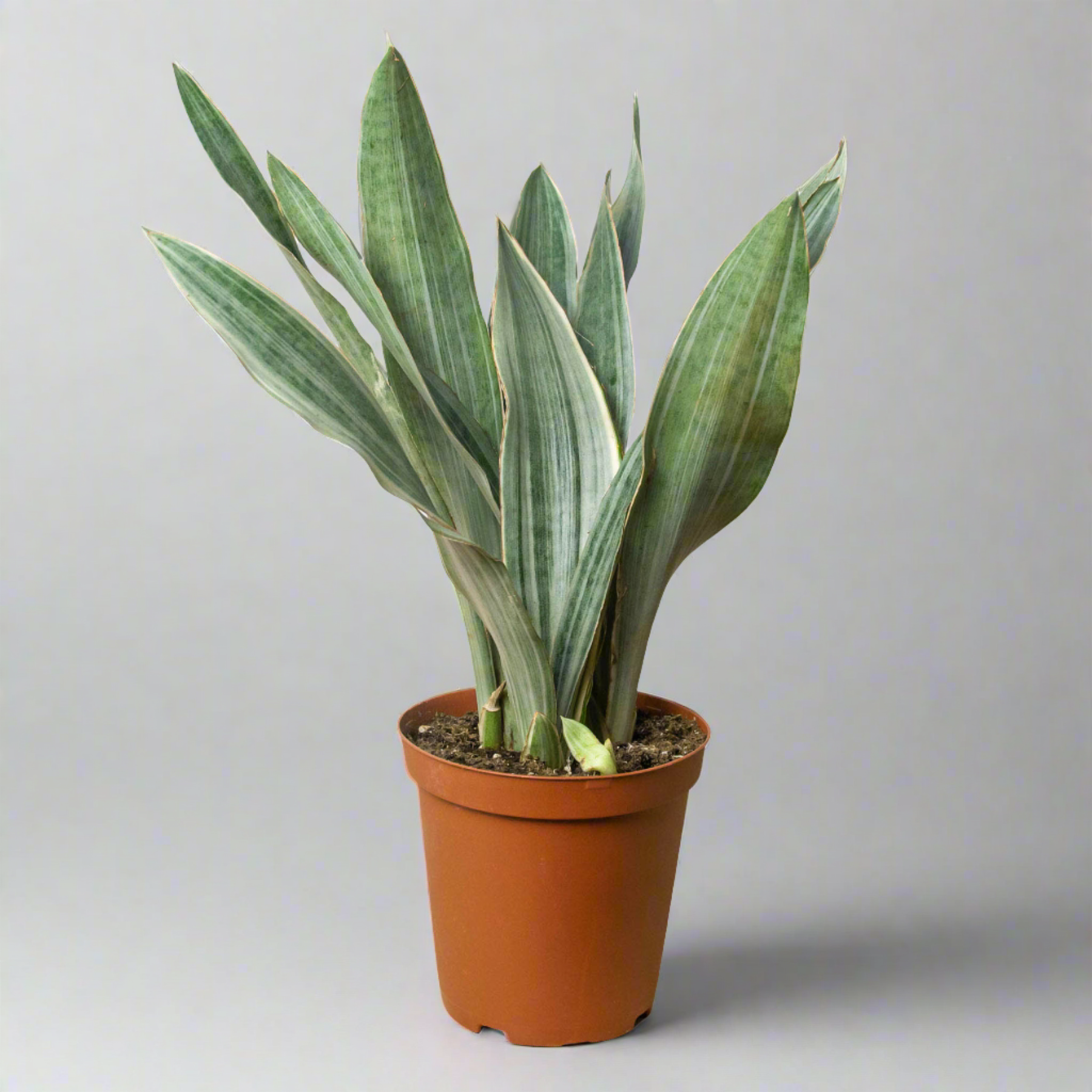 sansevieria humidity Snake Plant 'Sayuri'