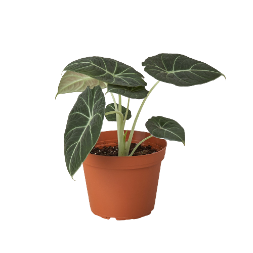 Alocasia Reginula 'Black Velvet' - Gothic Glam: Unique Alien Leaves, Challenging Care Houseplant