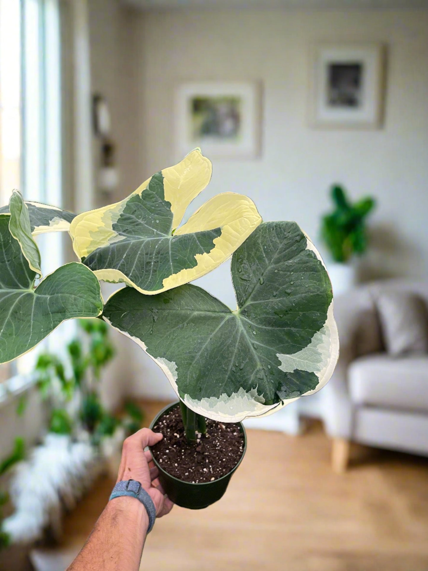 Whimsical Wonder: Alocasia 'Mickey Mouse' - Cartoonish Charm in a 4" Pot