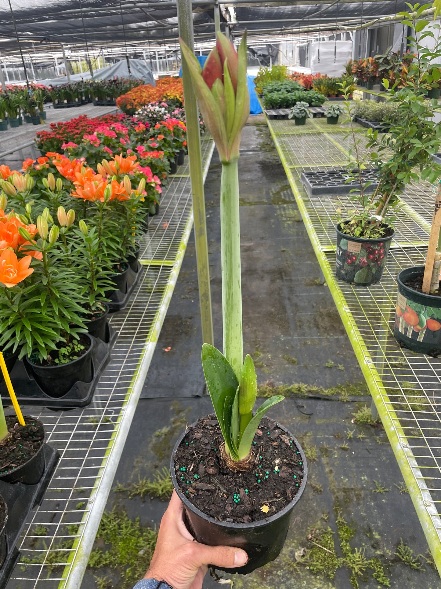 Winter Wonderland: Amaryllis 'Red/White' - Spectacular Winter Blooms for Indoor Cheer
