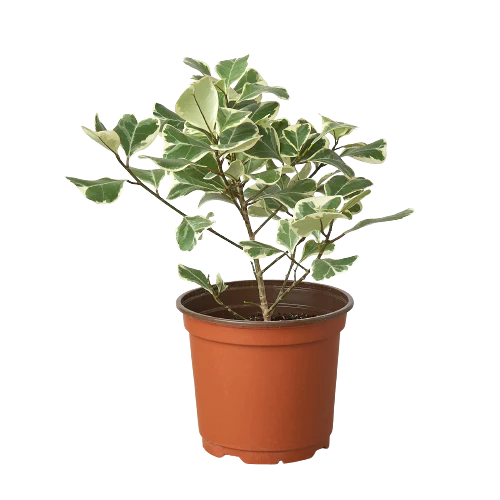 Ficus Elastica 'Triangularis' Variegated - Foliage Fiesta: Vibrant Evergreen Houseplant