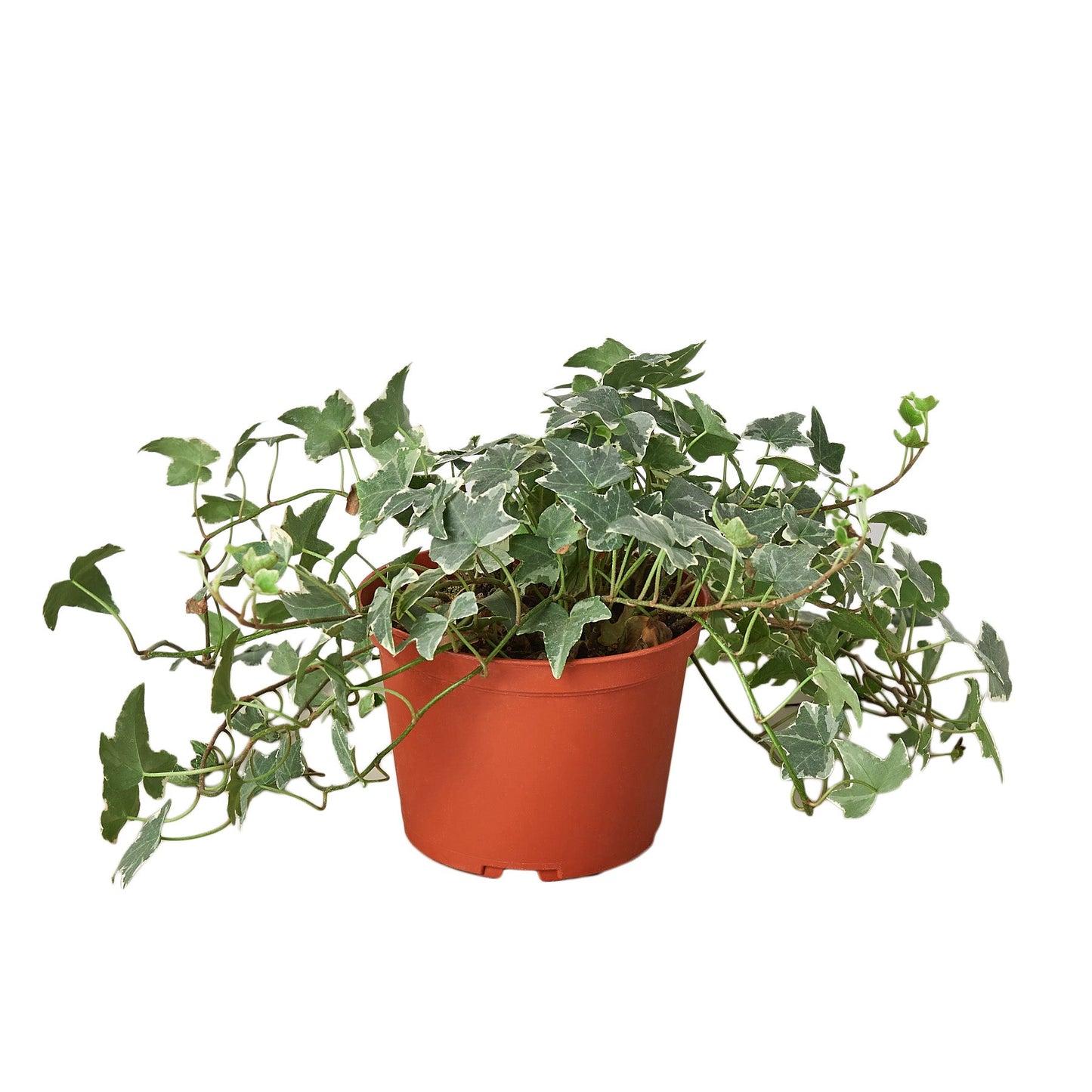 English Ivy 'Glacier' - Frosty Fronds: Fast-Growing, Easy-Care Vining Plant for Ground Cover or Arrangements