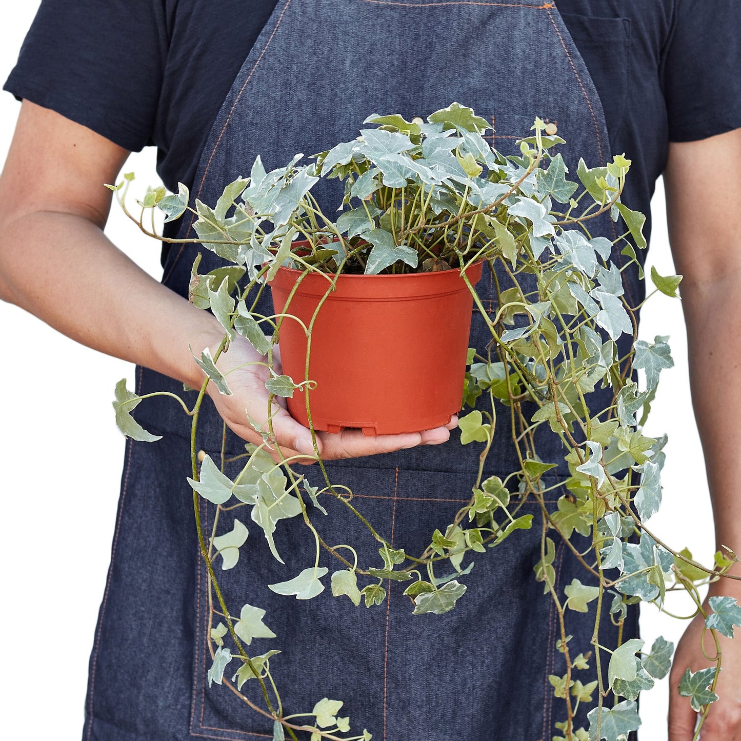 English Ivy 'Glacier' - Frosty Fronds: Fast-Growing, Easy-Care Vining Plant for Ground Cover or Arrangements