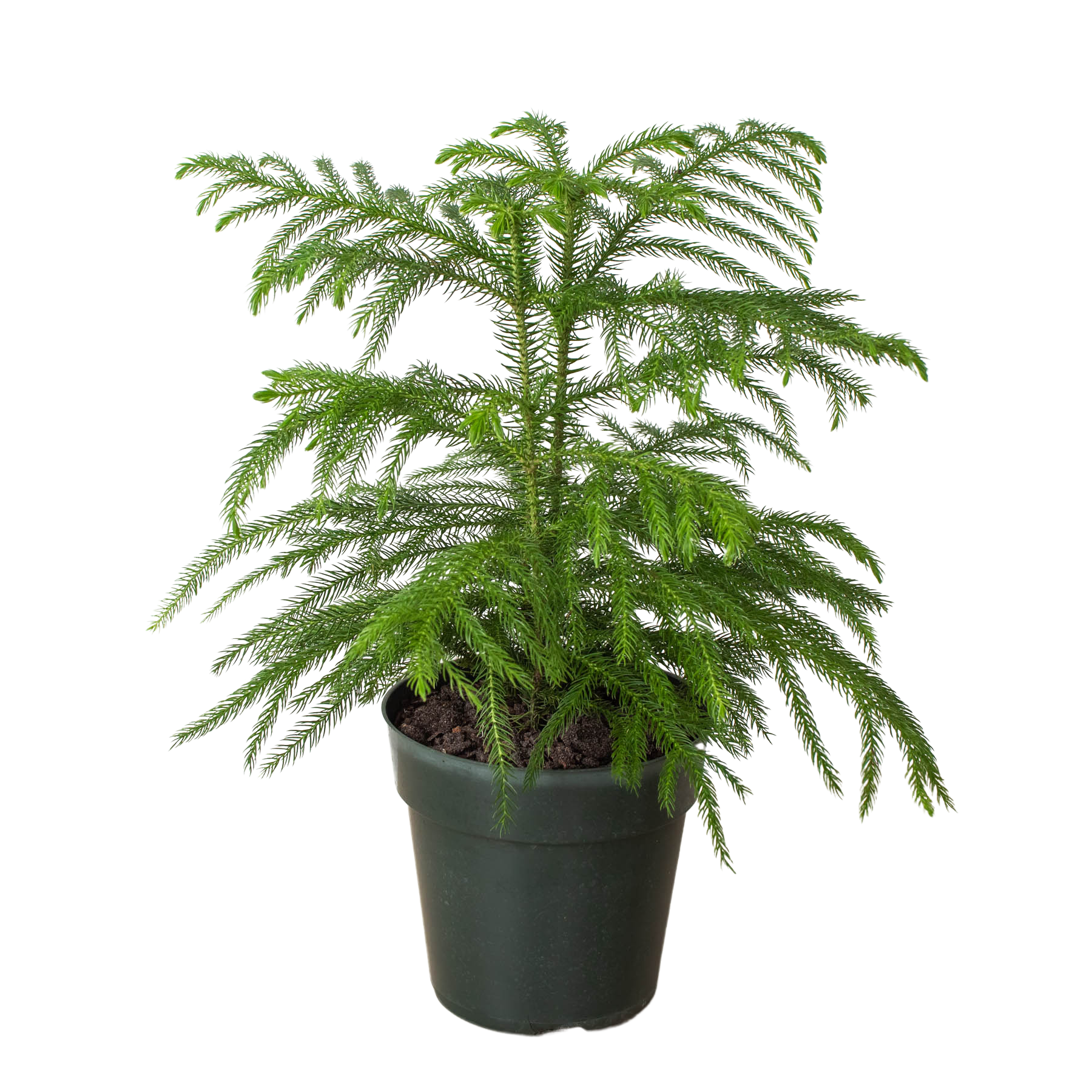 island pine indoor plant Norfolk 'Island Pine'