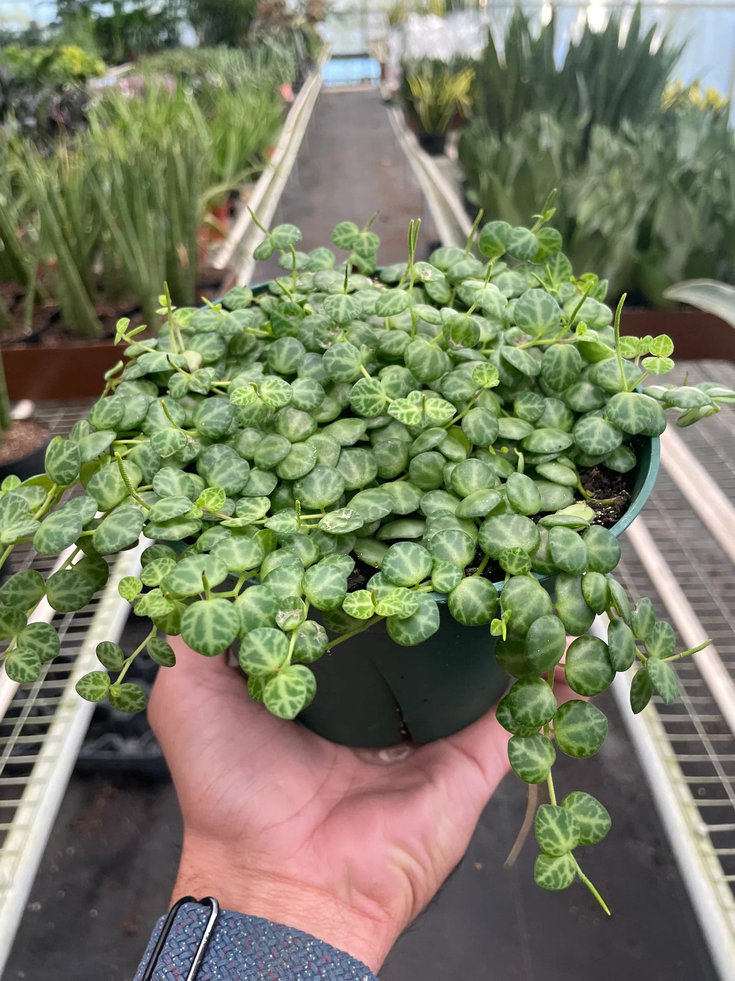 Peperomia Prostrata 'String of Turtles' - Turtle Trails: Intricate Patterned Leaves for Unique Home Décor