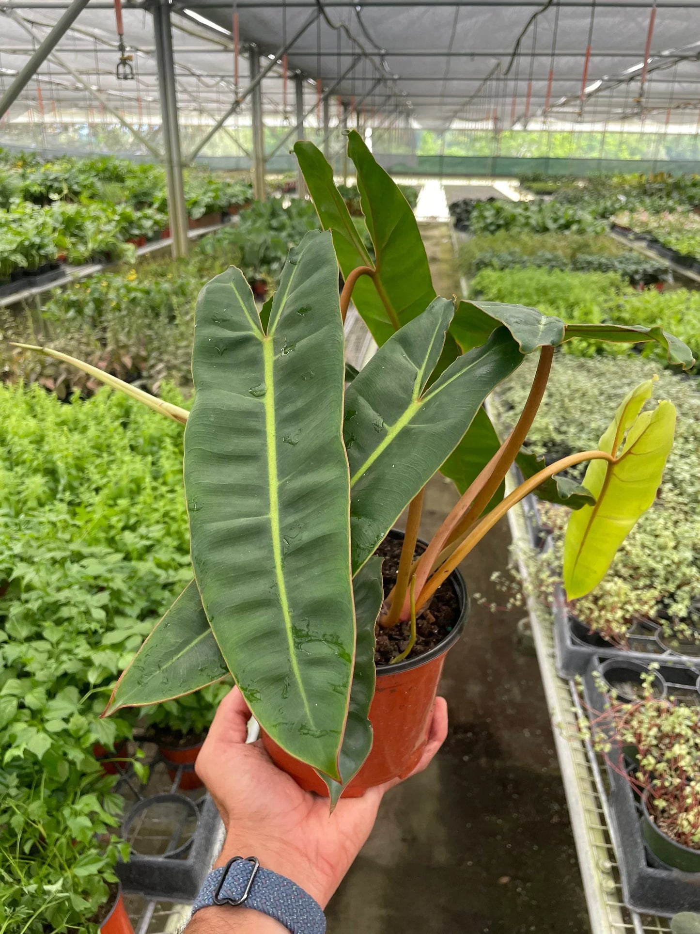 Philodendron 'Billietiae' - Billie Elish: Unique Orange-Stemmed Climbing Plant