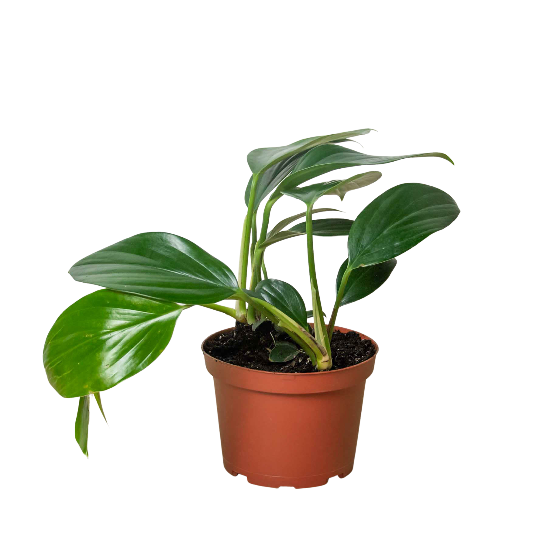 benefits of philodendron plant Philodendron 'Dragon Tail'