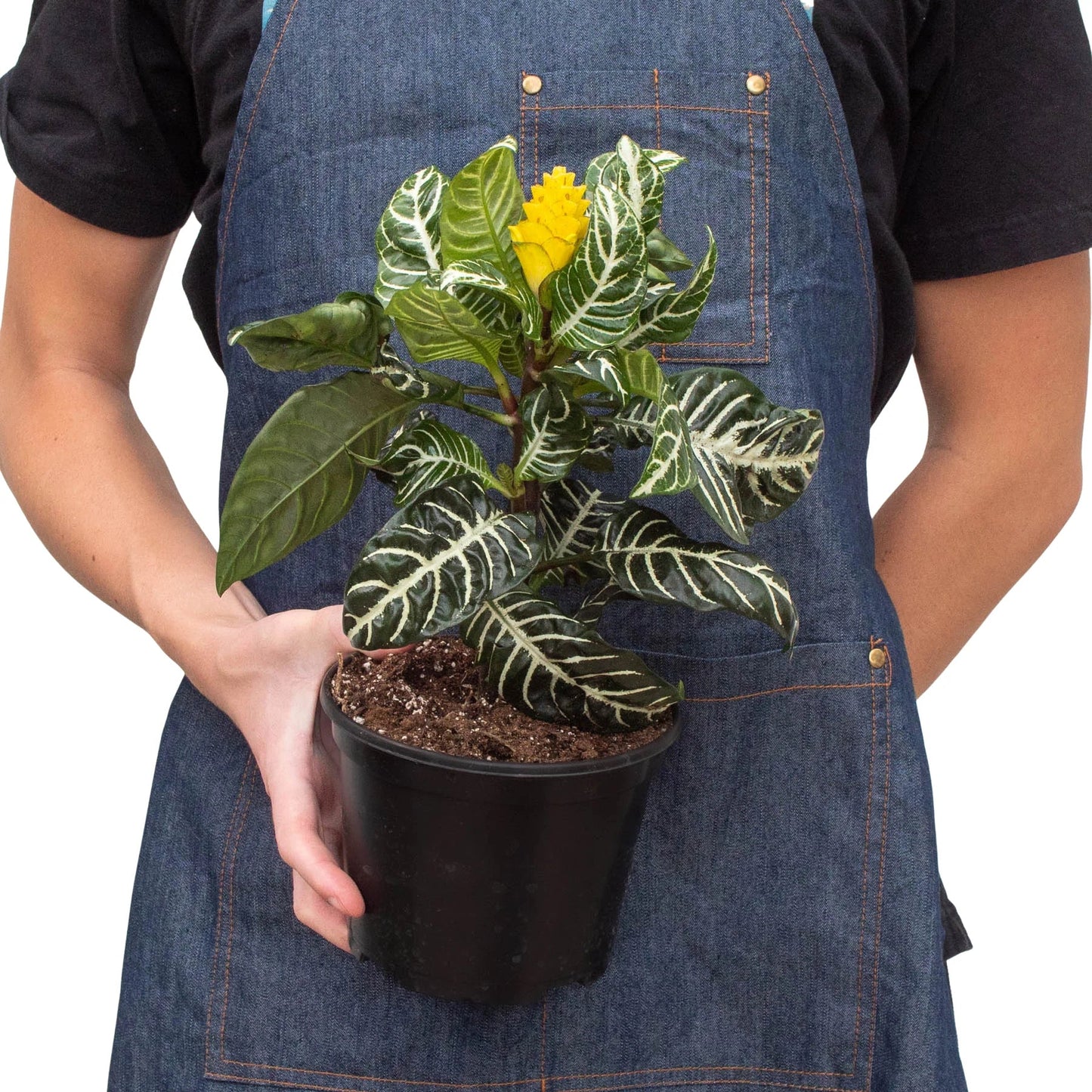 Zebra 'Aphelandra' - Zany Zebra: Low Light, Slow Growing Air Purifying Houseplant