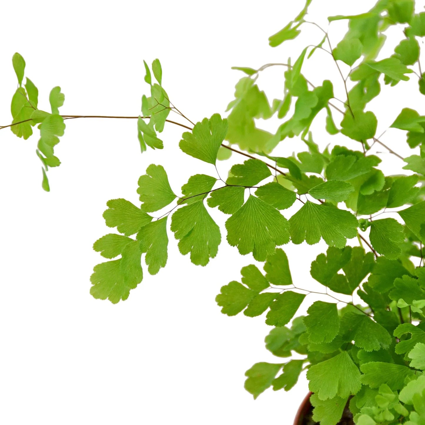 Whispers of the Forest: Maidenhair Fern - Whimsical Woodland Wonder, Elegant and Air-Purifying Indoor Plant
