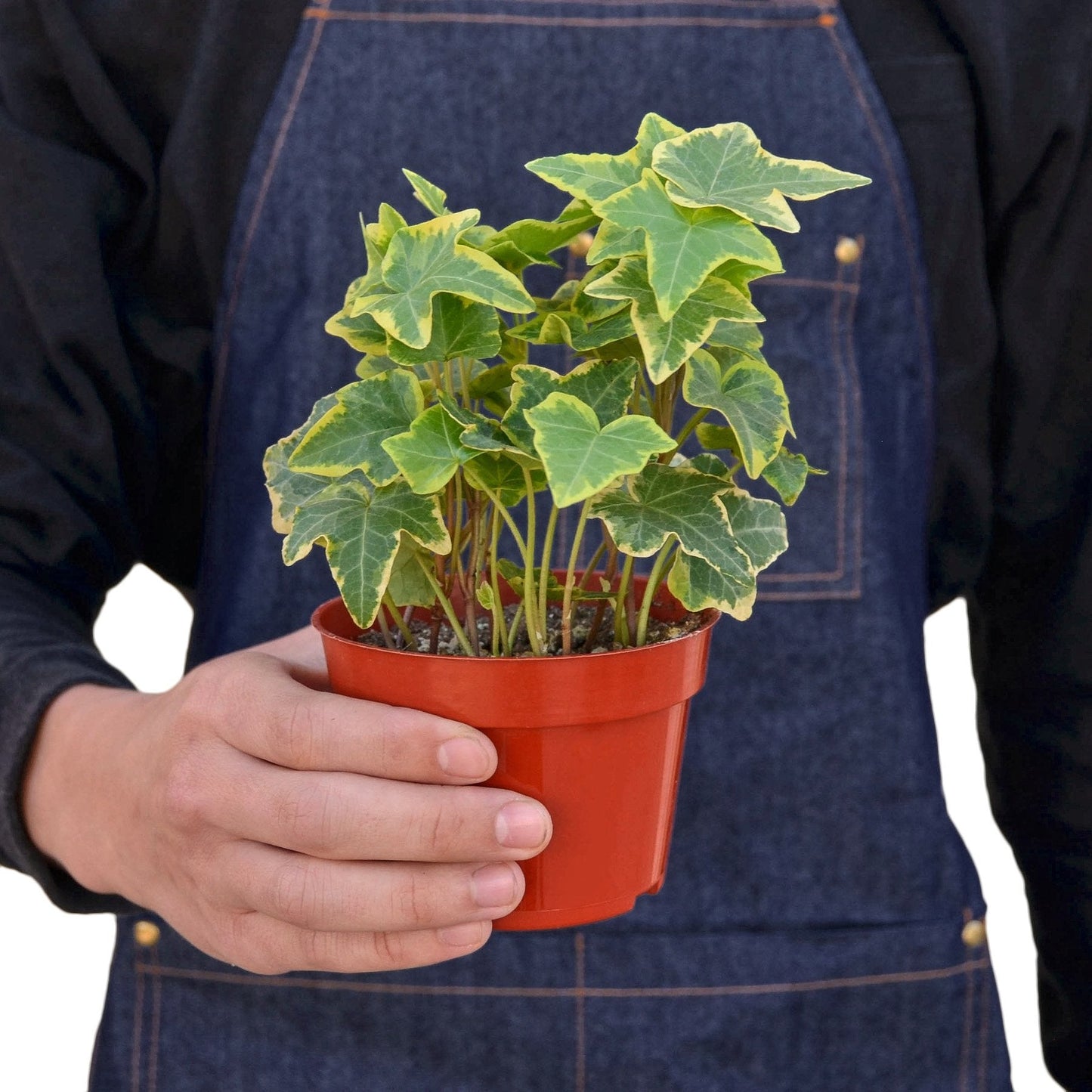 English Ivy Gold Child - Golden Glory: Fast-Growing Vining Plant with Yellow-Edged Foliage