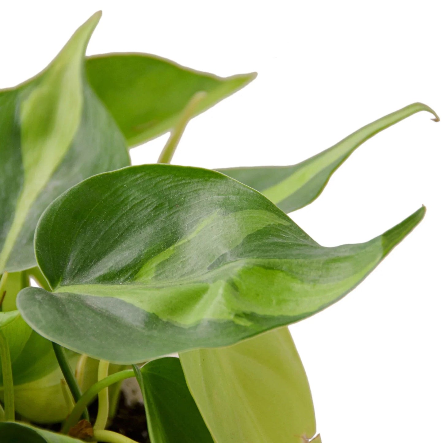 Philodendron 'Brasil' - Jungle Heartbeat: Vibrant Variegated Vine Plant