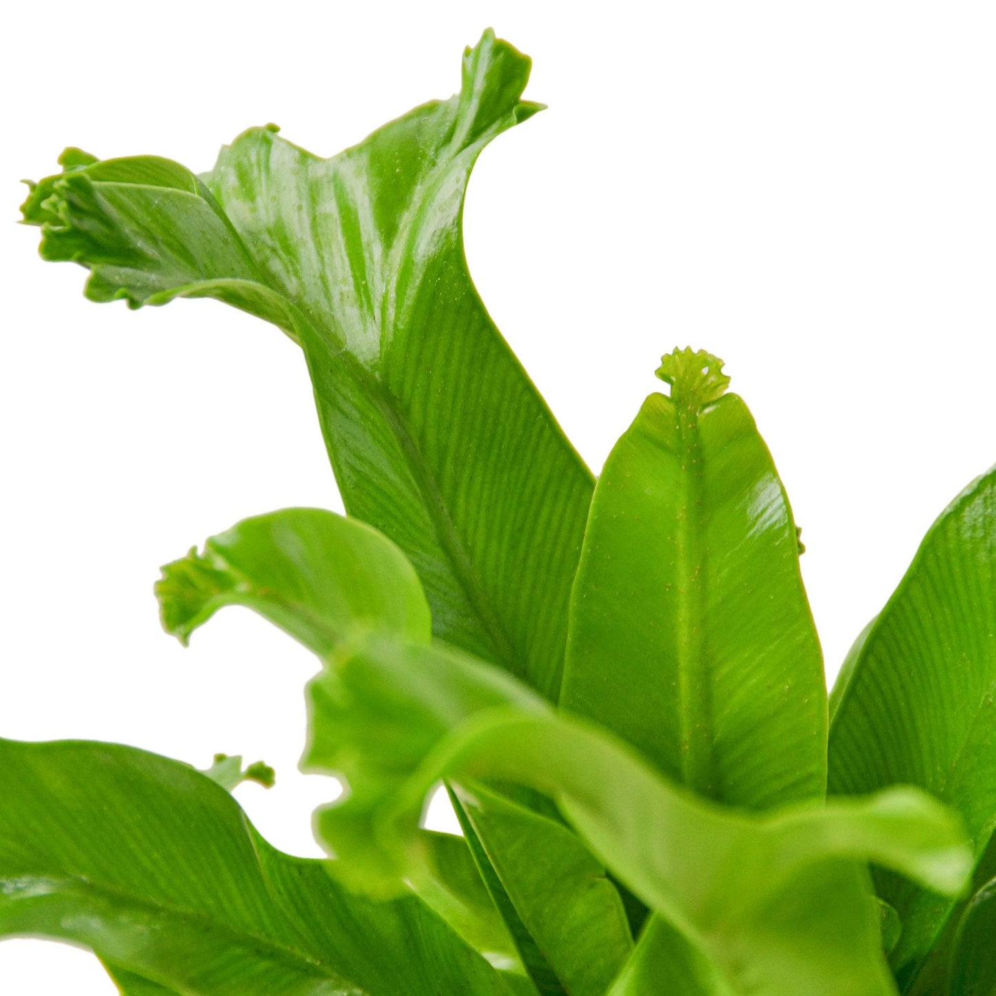 Curly Nest: Bird’s Nest Leslie Fern - Rainforest Curlz: Low Maintenance Air-Purifying Houseplant